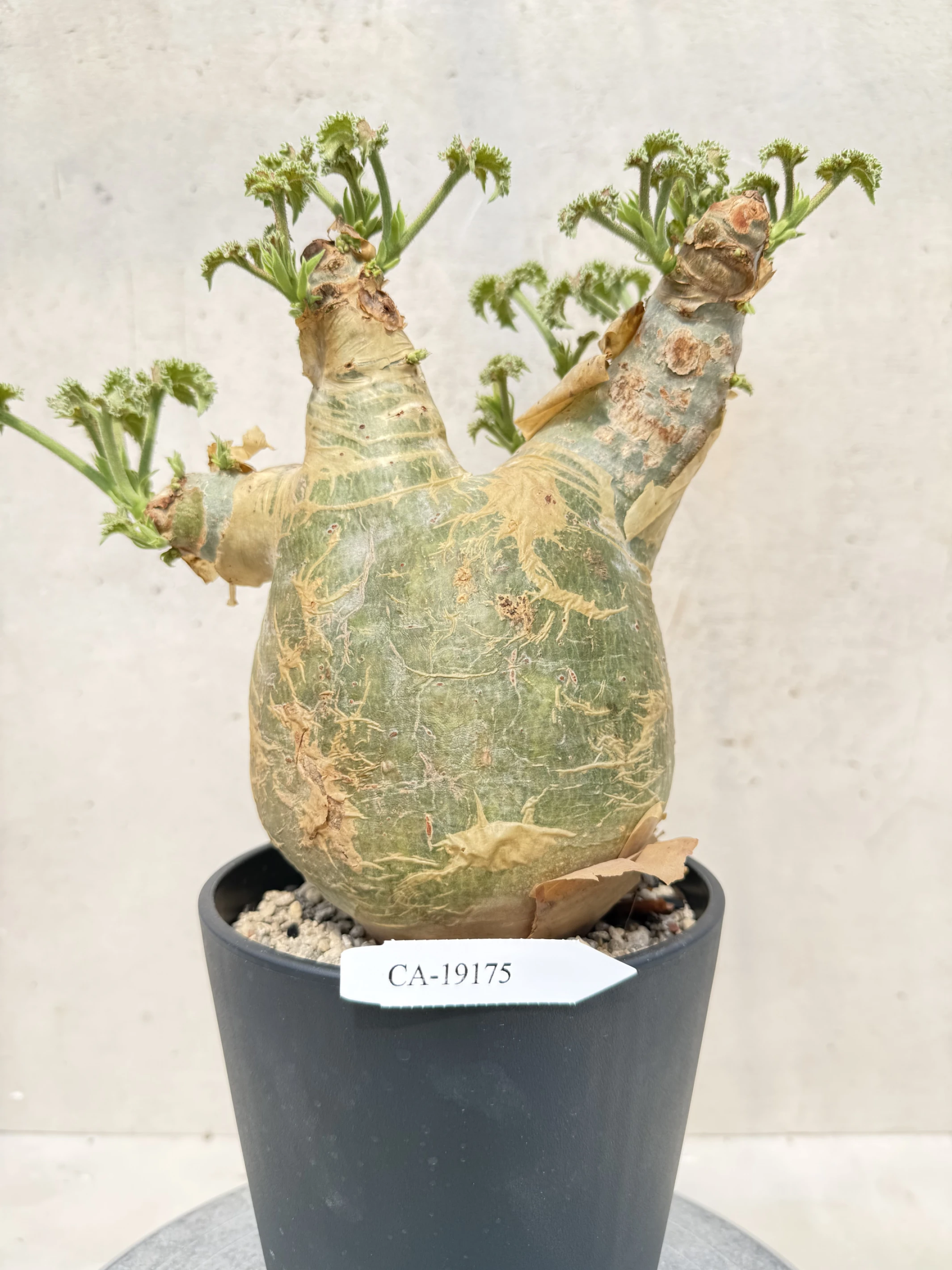 CA-19175 安哥拉葡萄甕 Cyphostemma uter var. macropus 2026-09-15
