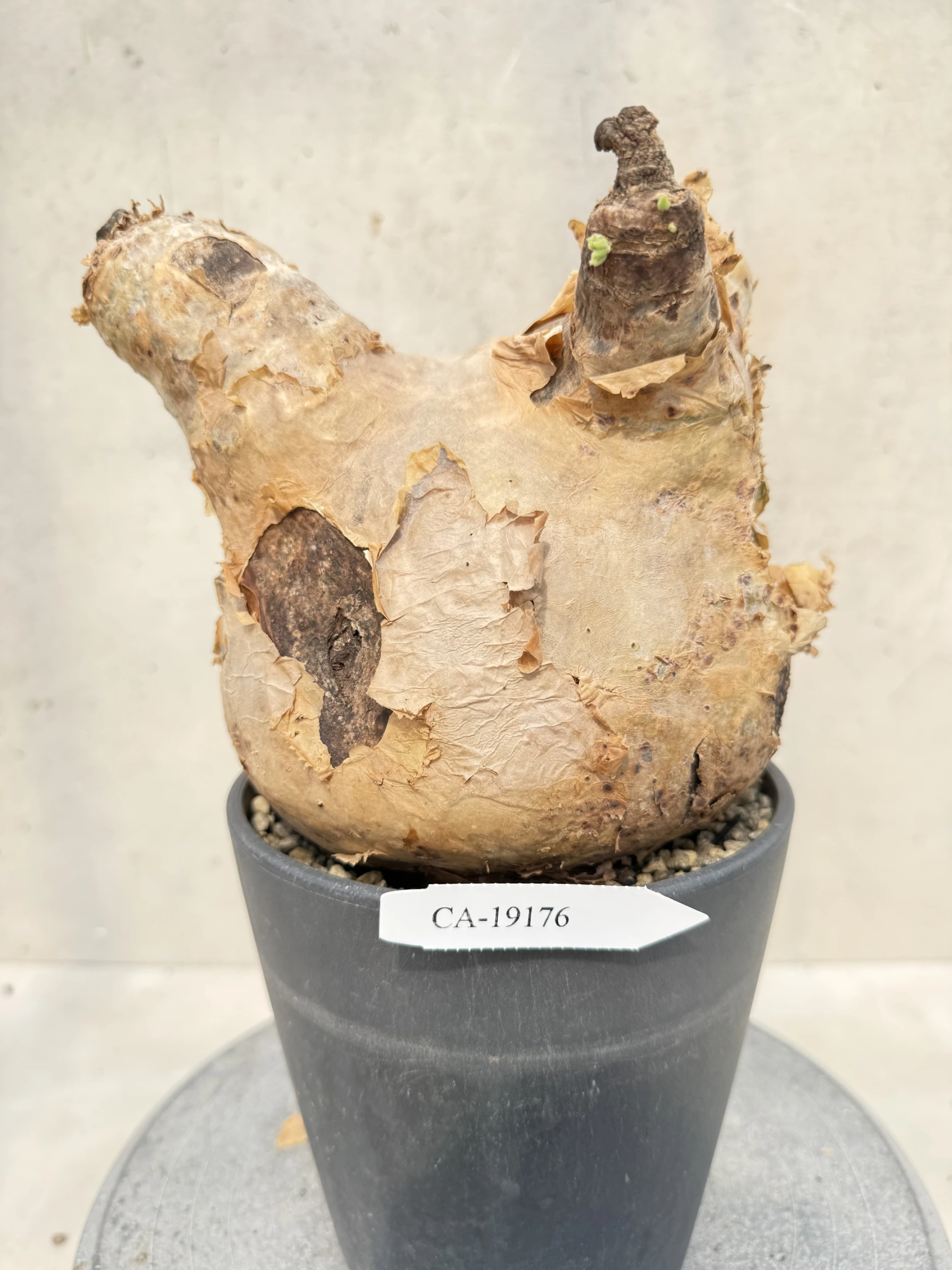 CA-19176 安哥拉葡萄甕 Cyphostemma uter var. macropus 2026-09-15
