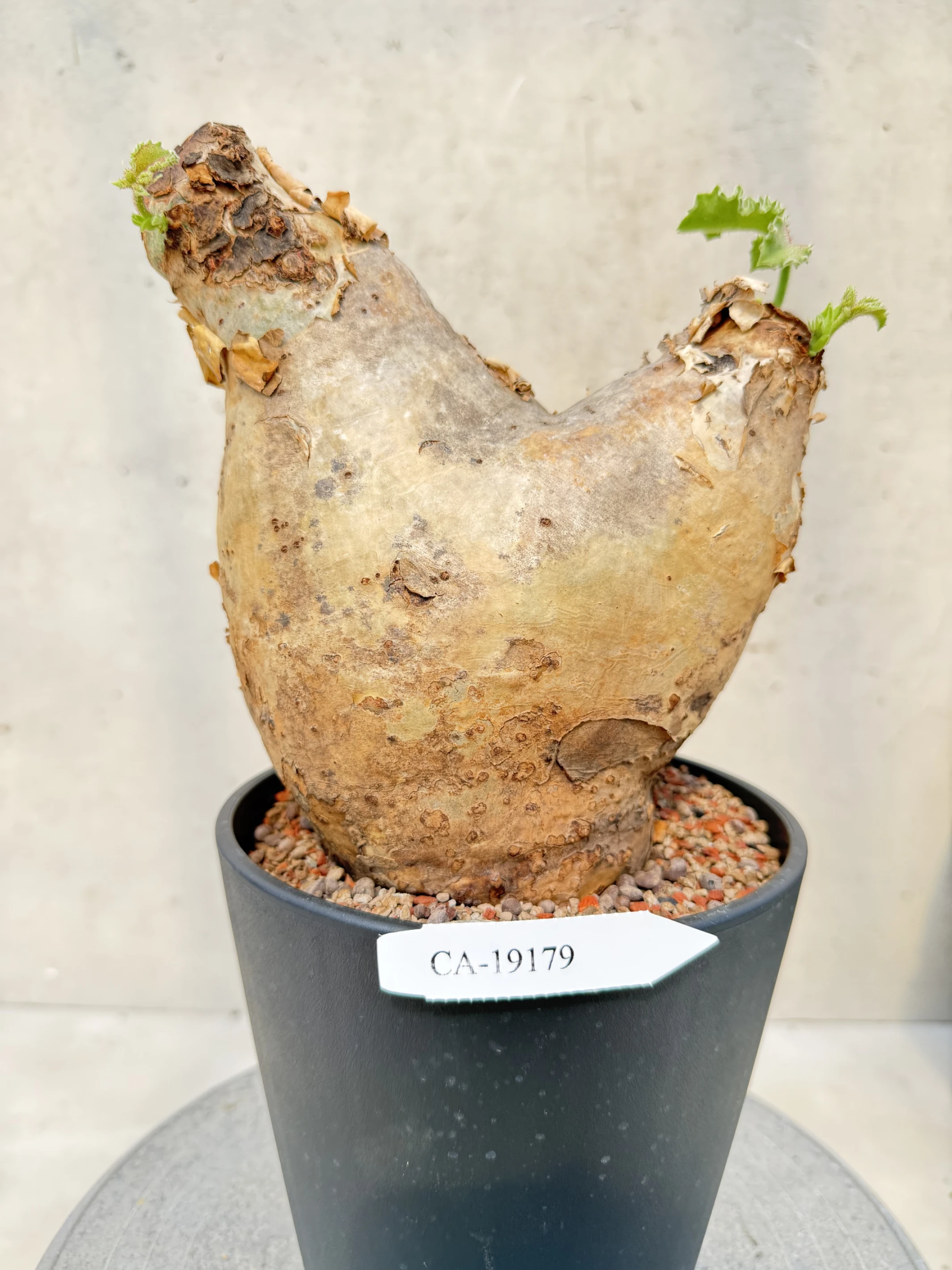 CA-19179 安哥拉葡萄甕 Cyphostemma uter var. macropus 2026-09-15
