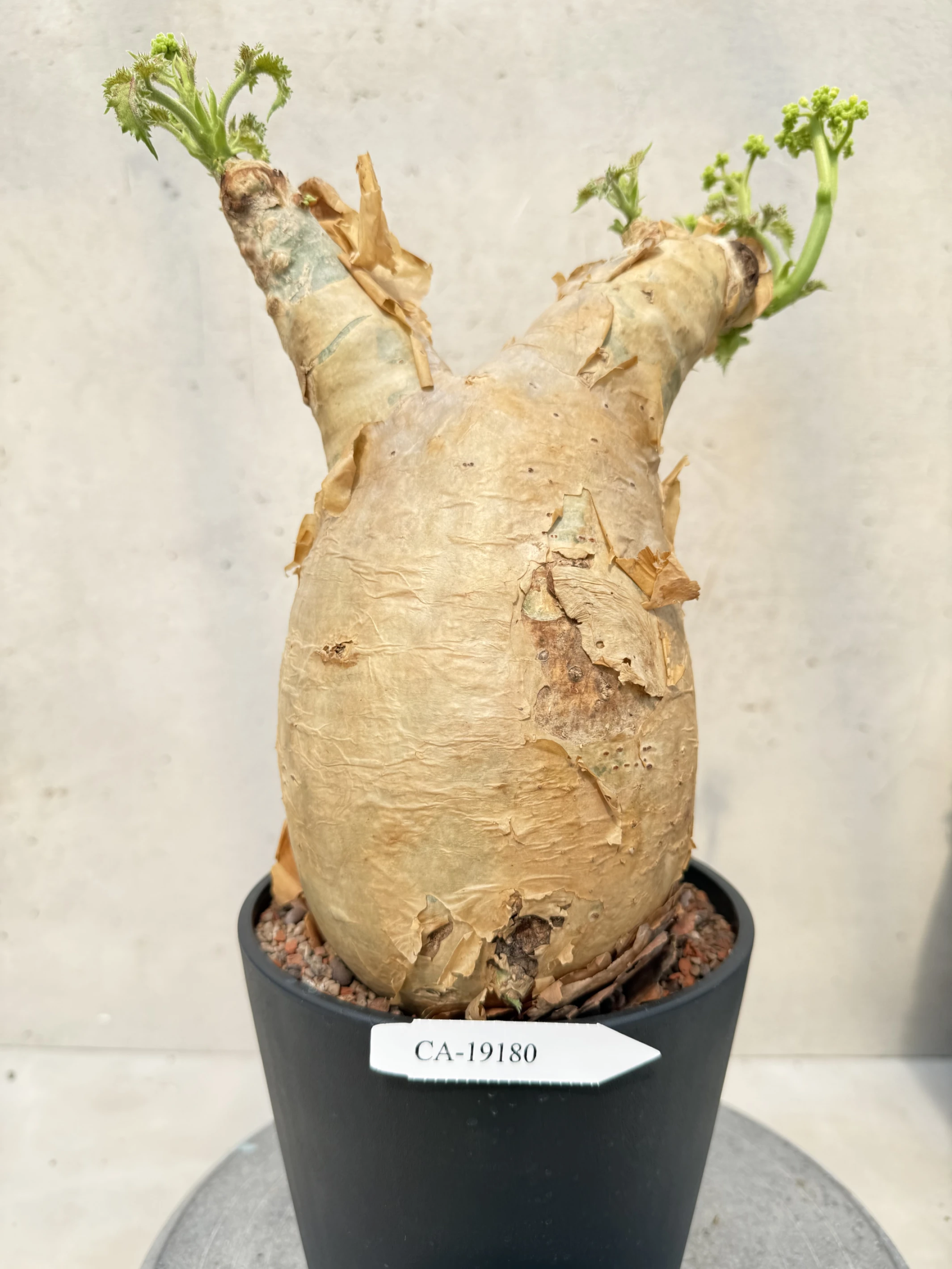 CA-19180 安哥拉葡萄甕 Cyphostemma uter var. macropus 2026-09-15