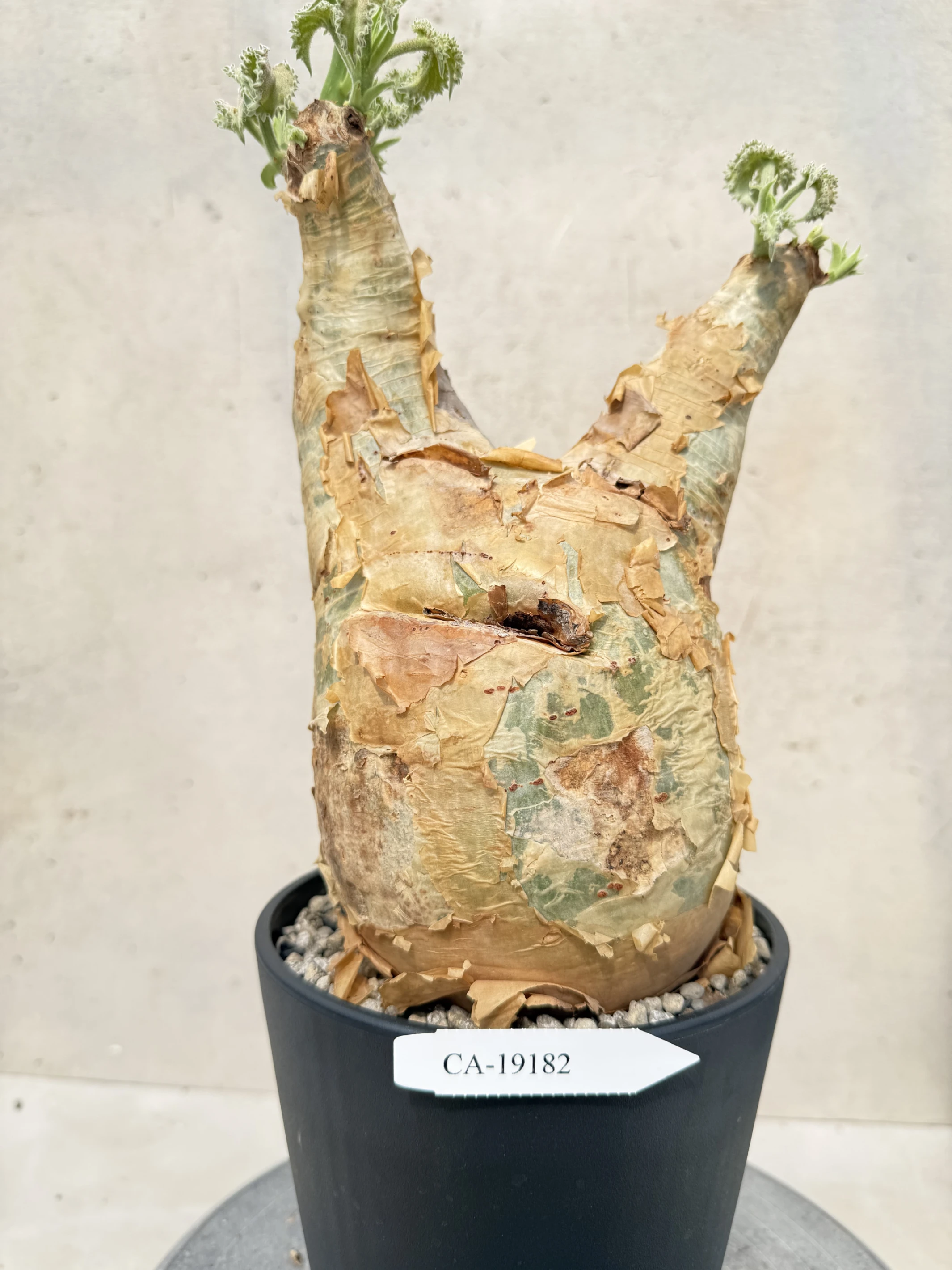 CA-19182 安哥拉葡萄甕 Cyphostemma uter var. macropus 2026-09-15