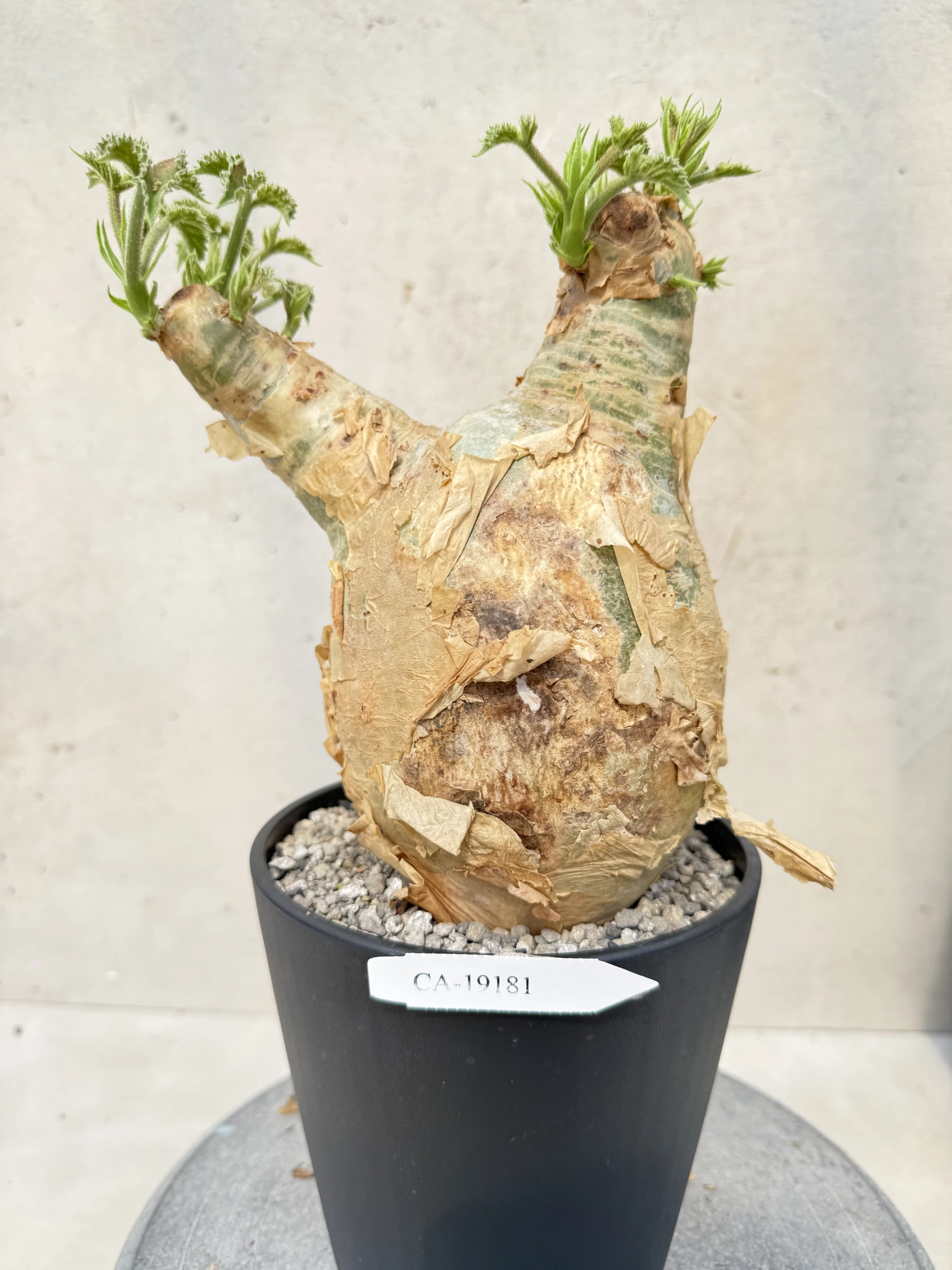 CA-19181 安哥拉葡萄甕 Cyphostemma uter var. macropus 2026-09-15