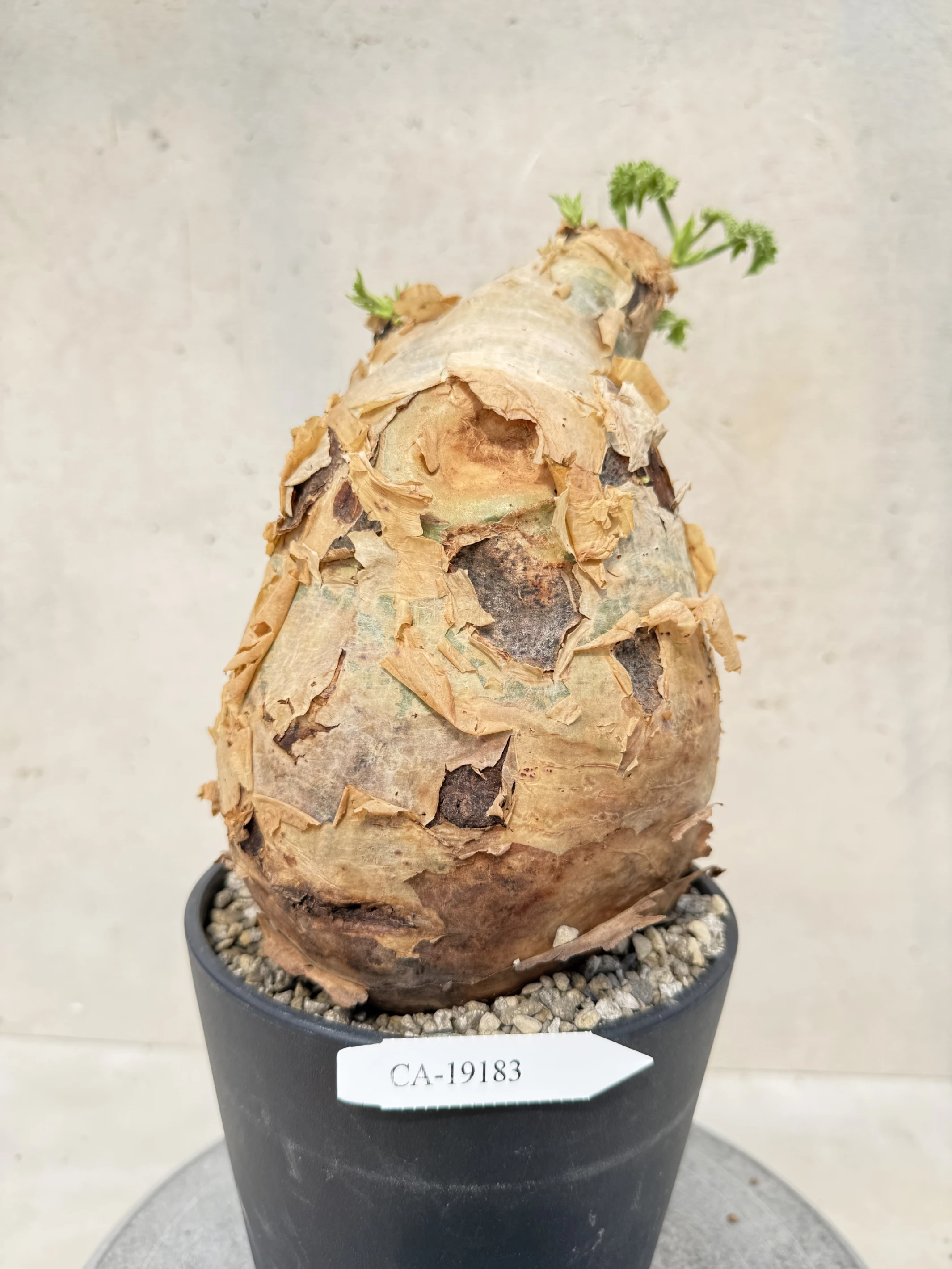 CA-19183 安哥拉葡萄甕 Cyphostemma uter var. macropus 2026-09-15