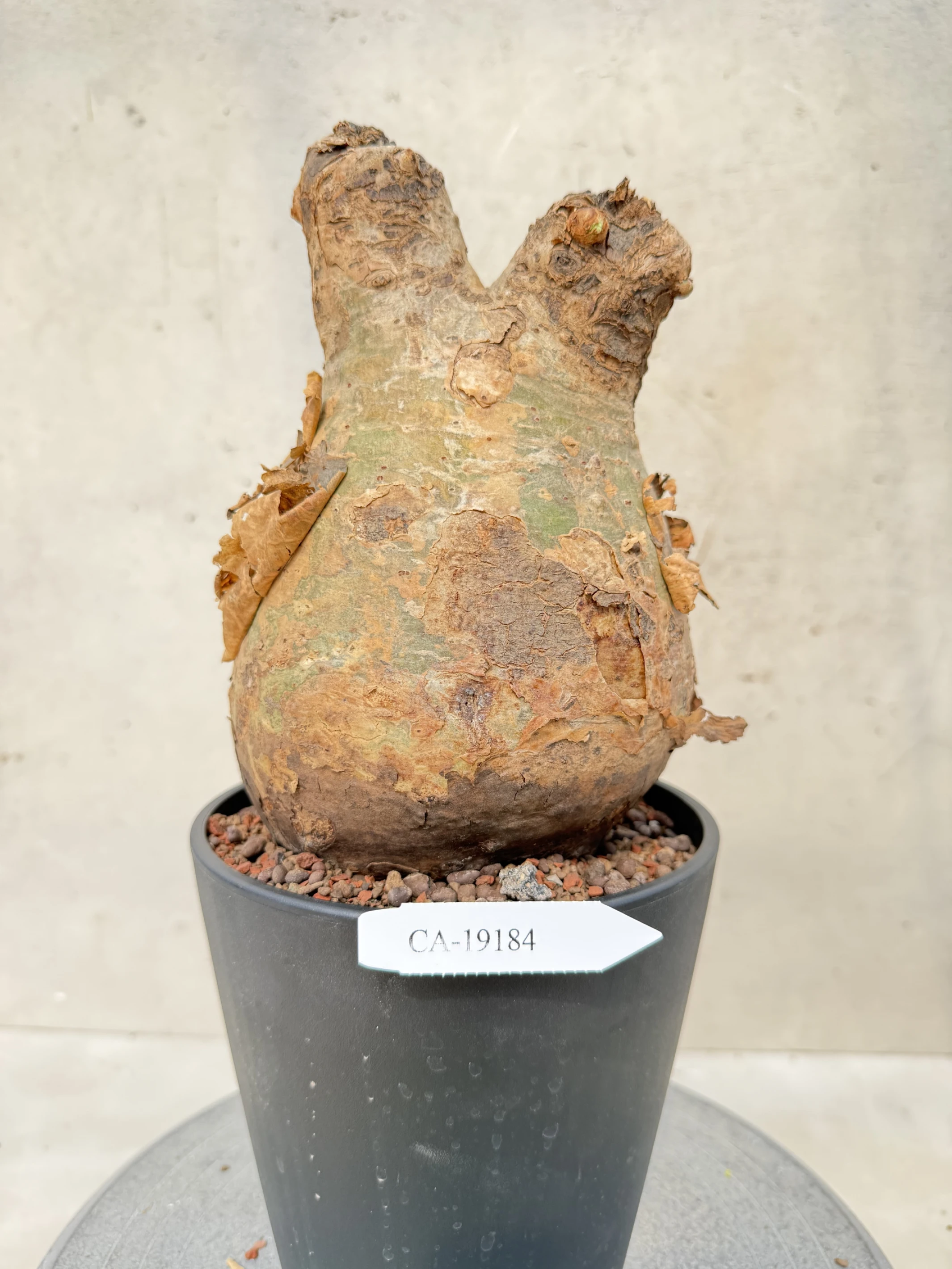 CA-19184 安哥拉葡萄甕 Cyphostemma uter var. macropus 2026-09-15