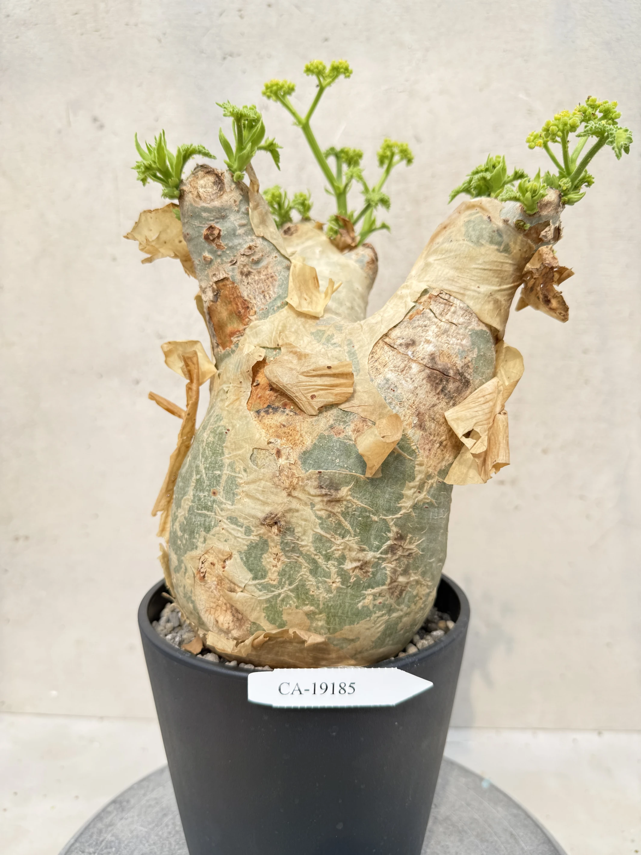 CA-19185 安哥拉葡萄甕 Cyphostemma uter var. macropus 2026-09-15