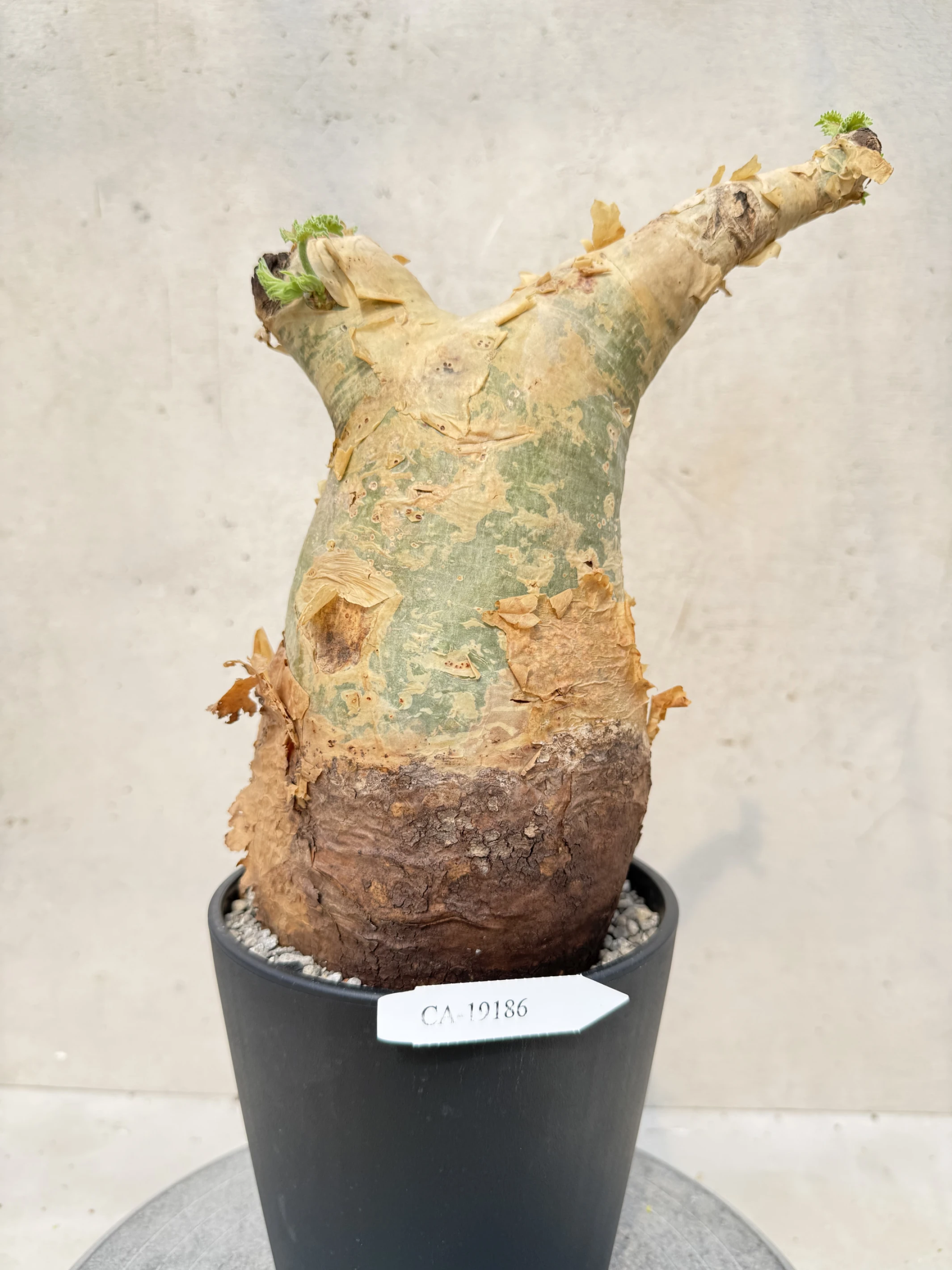 CA-19186 安哥拉葡萄甕 Cyphostemma uter var. macropus 2026-09-15