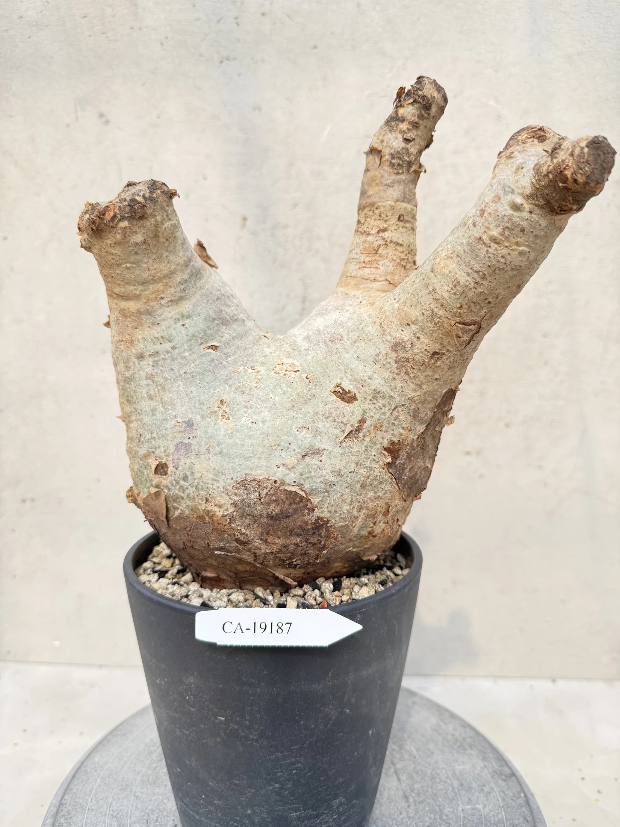 CA-19187 安哥拉葡萄甕 Cyphostemma uter var. macropus 2026-09-15