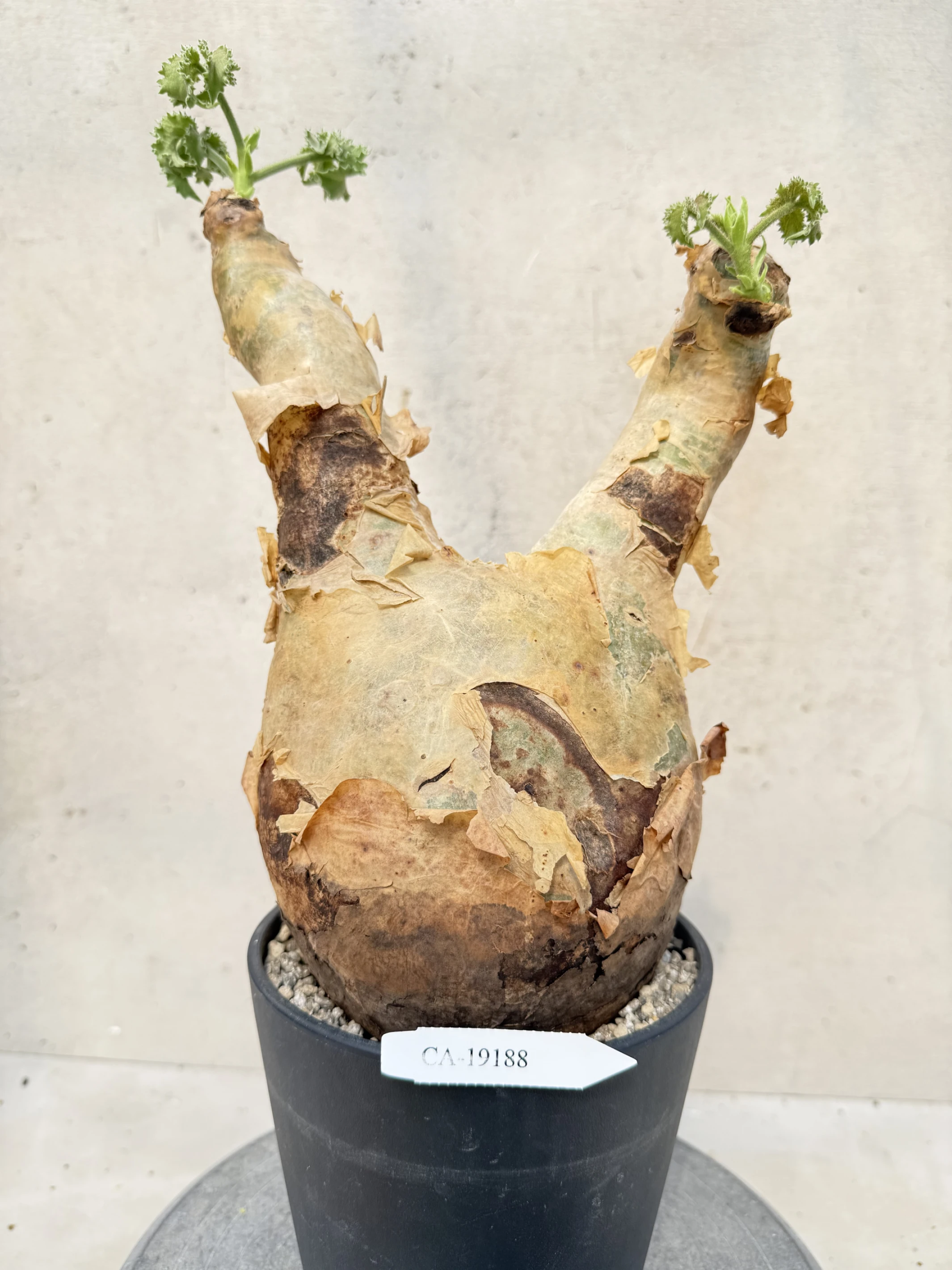 CA-19188 安哥拉葡萄甕 Cyphostemma uter var. macropus 2026-09-15