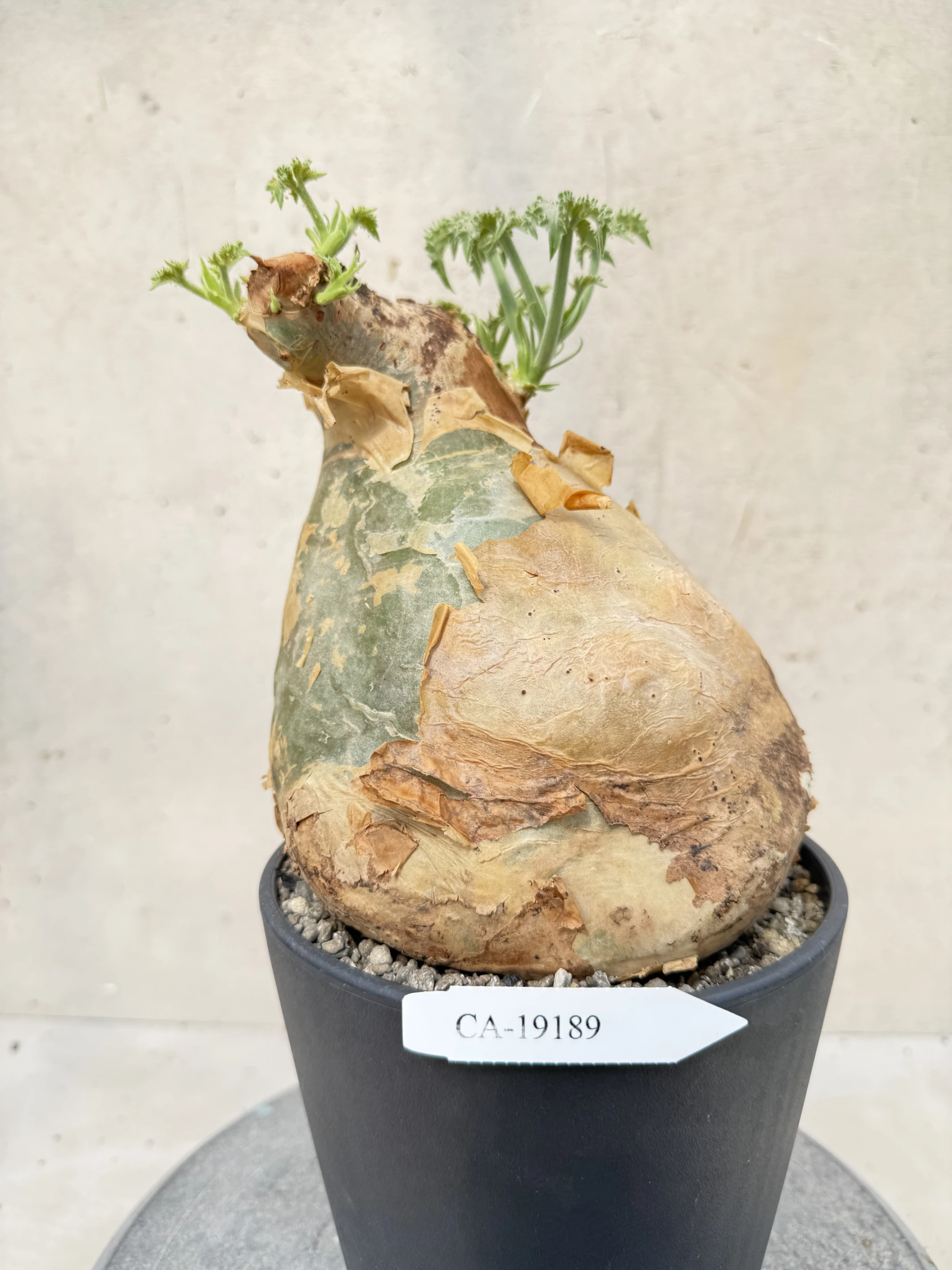 CA-19189 安哥拉葡萄甕 Cyphostemma uter var. macropus 2026-09-15
