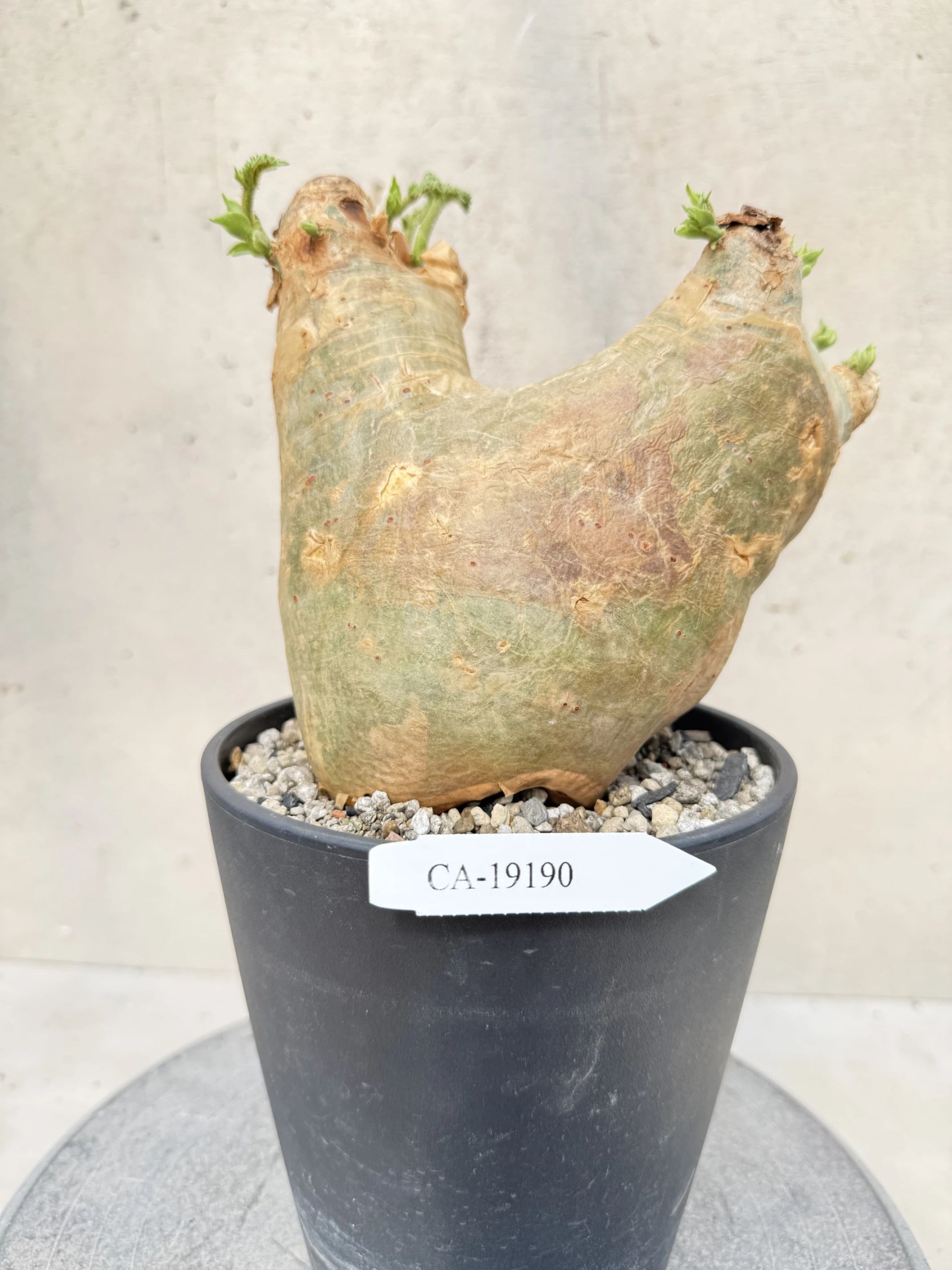 CA-19190 安哥拉葡萄甕 Cyphostemma uter var. macropus 2026-09-15