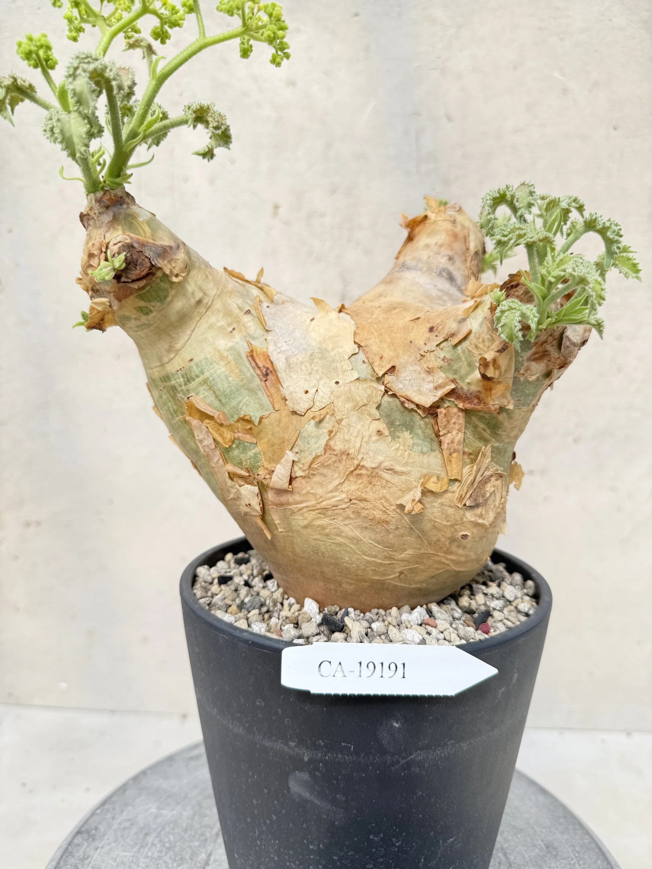 CA-19191 安哥拉葡萄甕 Cyphostemma uter var. macropus 2026-09-15
