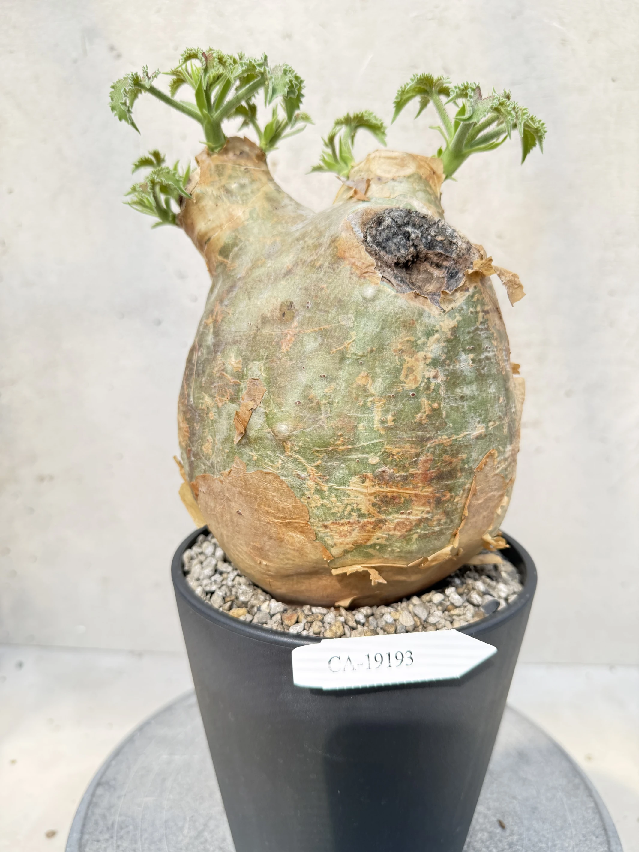 CA-19193 安哥拉葡萄甕 Cyphostemma uter var. macropus 2026-09-15