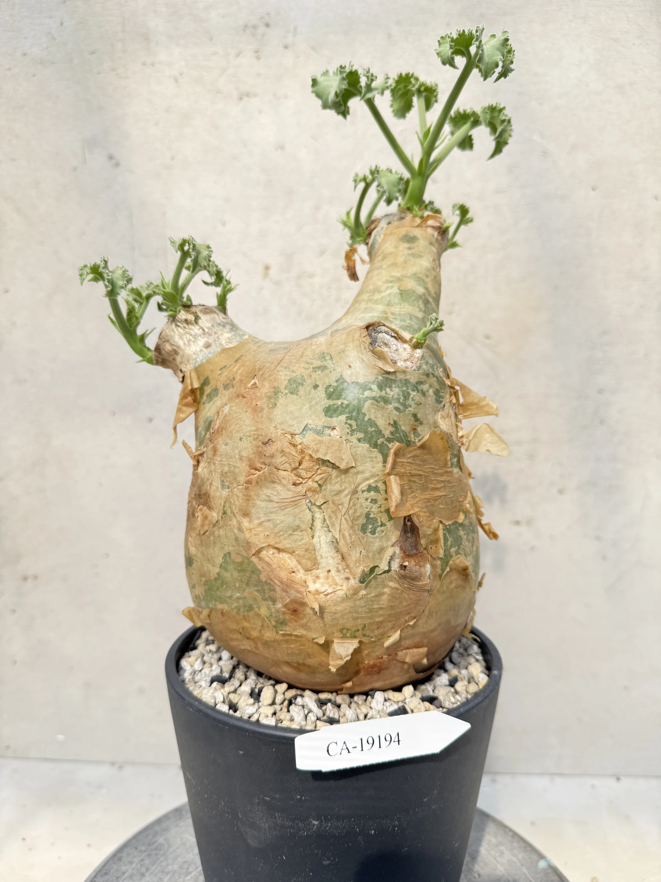 CA-19194 安哥拉葡萄甕 Cyphostemma uter var. macropus 2026-09-15