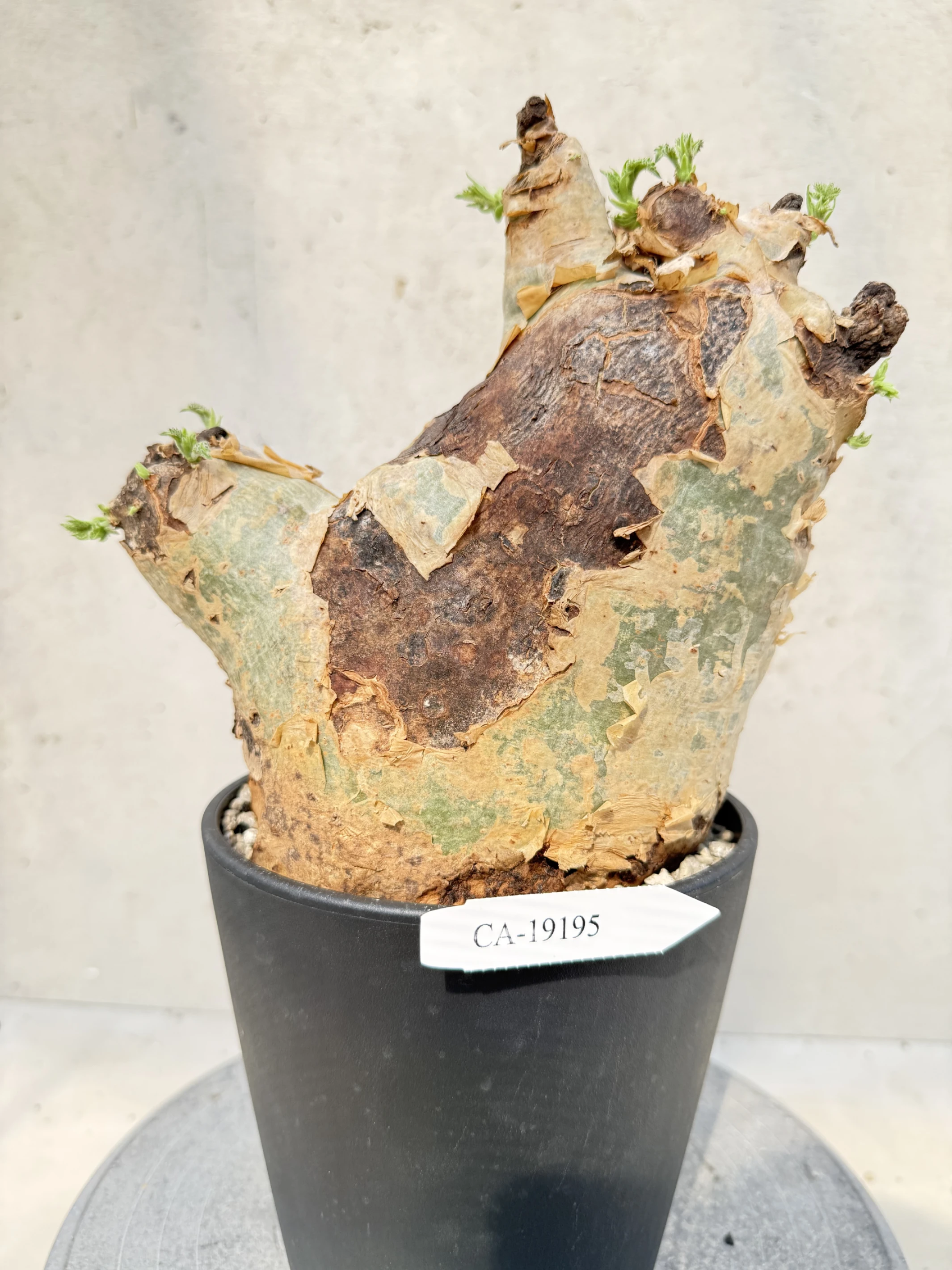 CA-19195 安哥拉葡萄甕 Cyphostemma uter var. macropus 2026-09-15