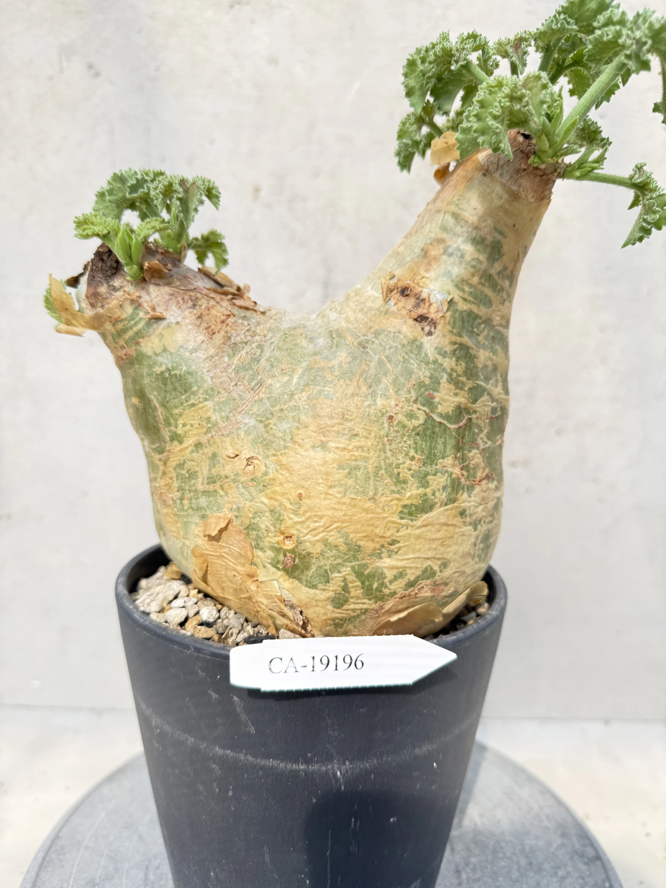 CA-19196 安哥拉葡萄甕 Cyphostemma uter var. macropus 2026-09-15
