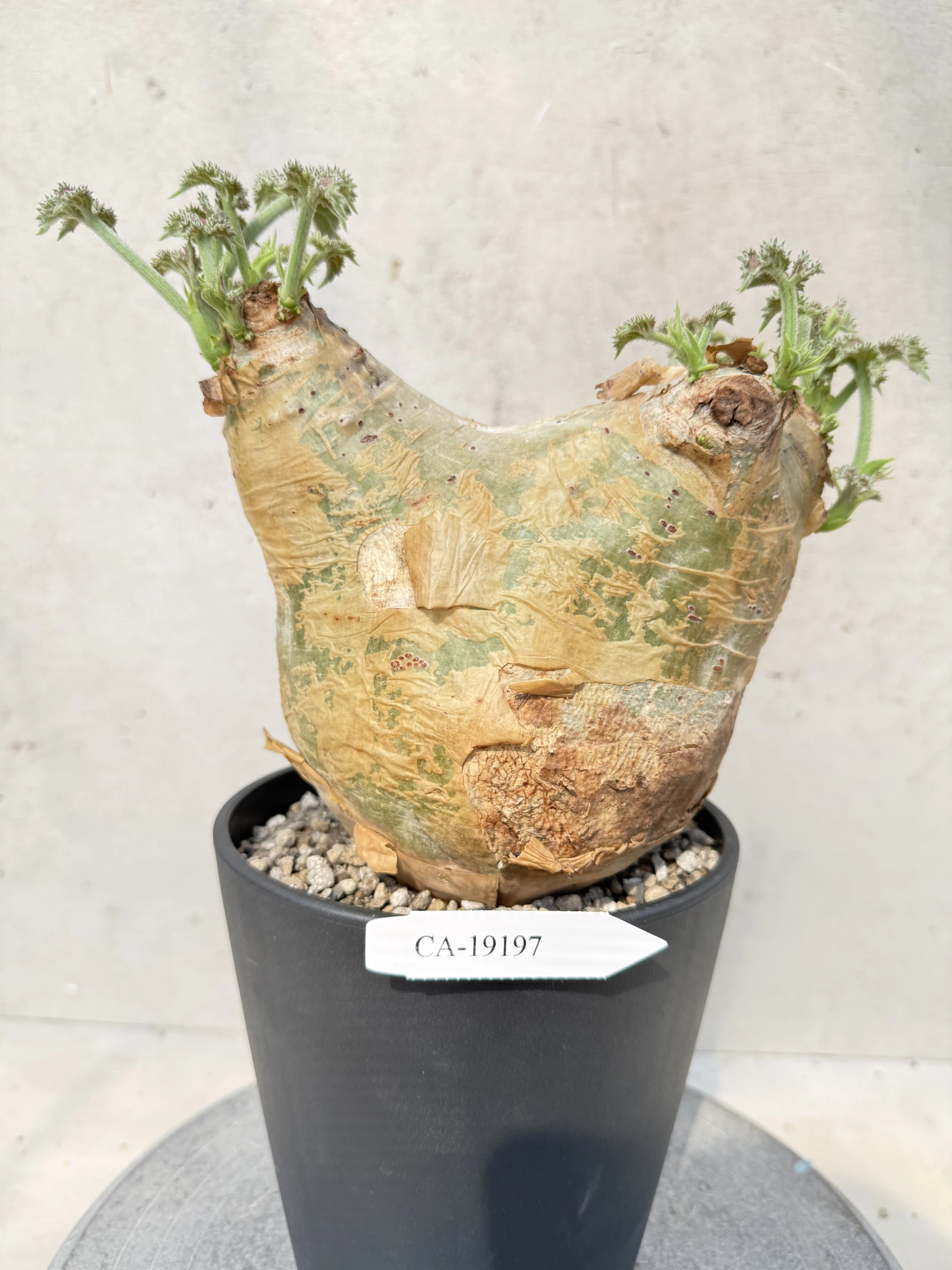 CA-19197 安哥拉葡萄甕 Cyphostemma uter var. macropus 2026-09-15