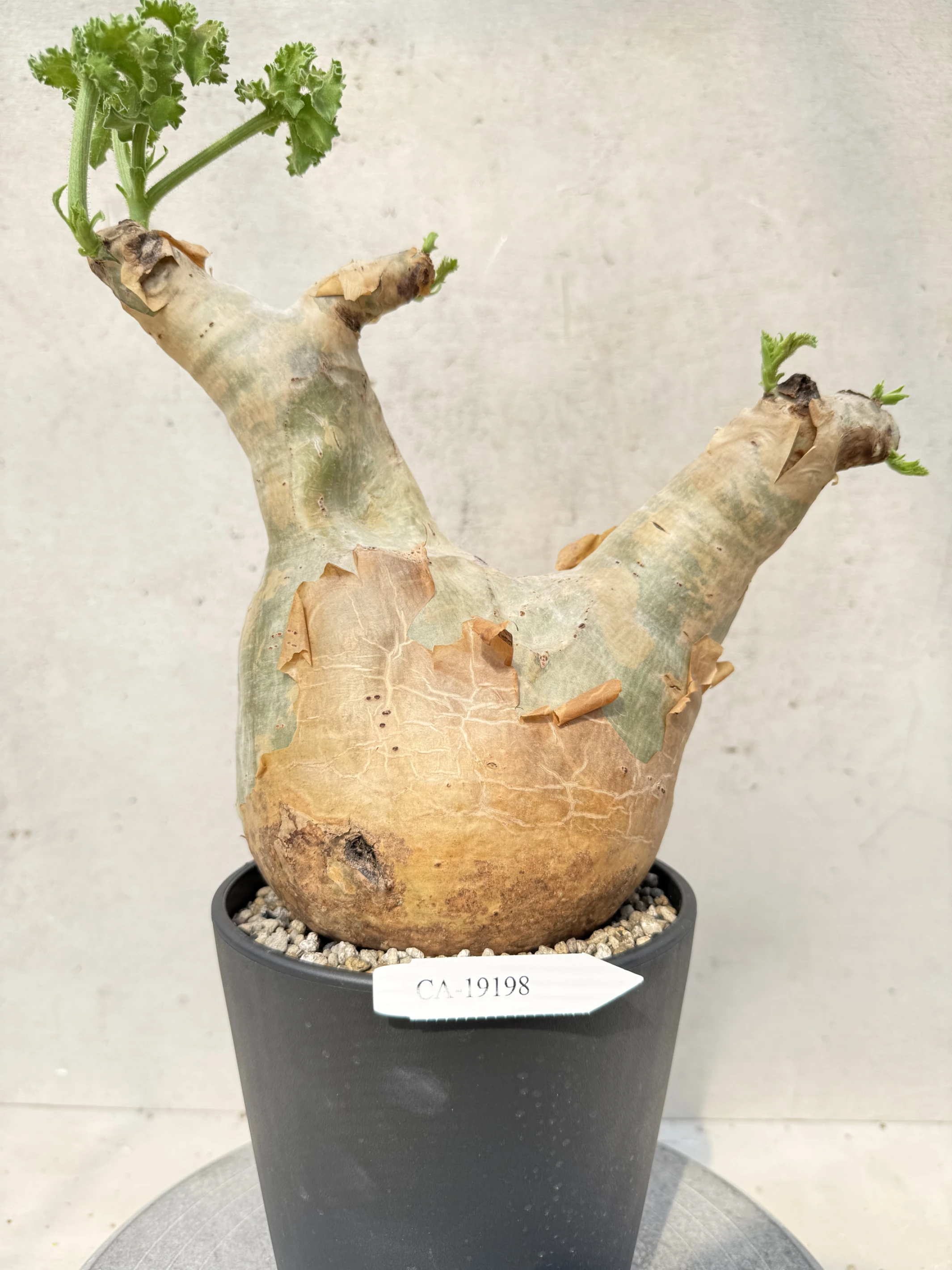 CA-19198 安哥拉葡萄甕 Cyphostemma uter var. macropus 2026-09-15