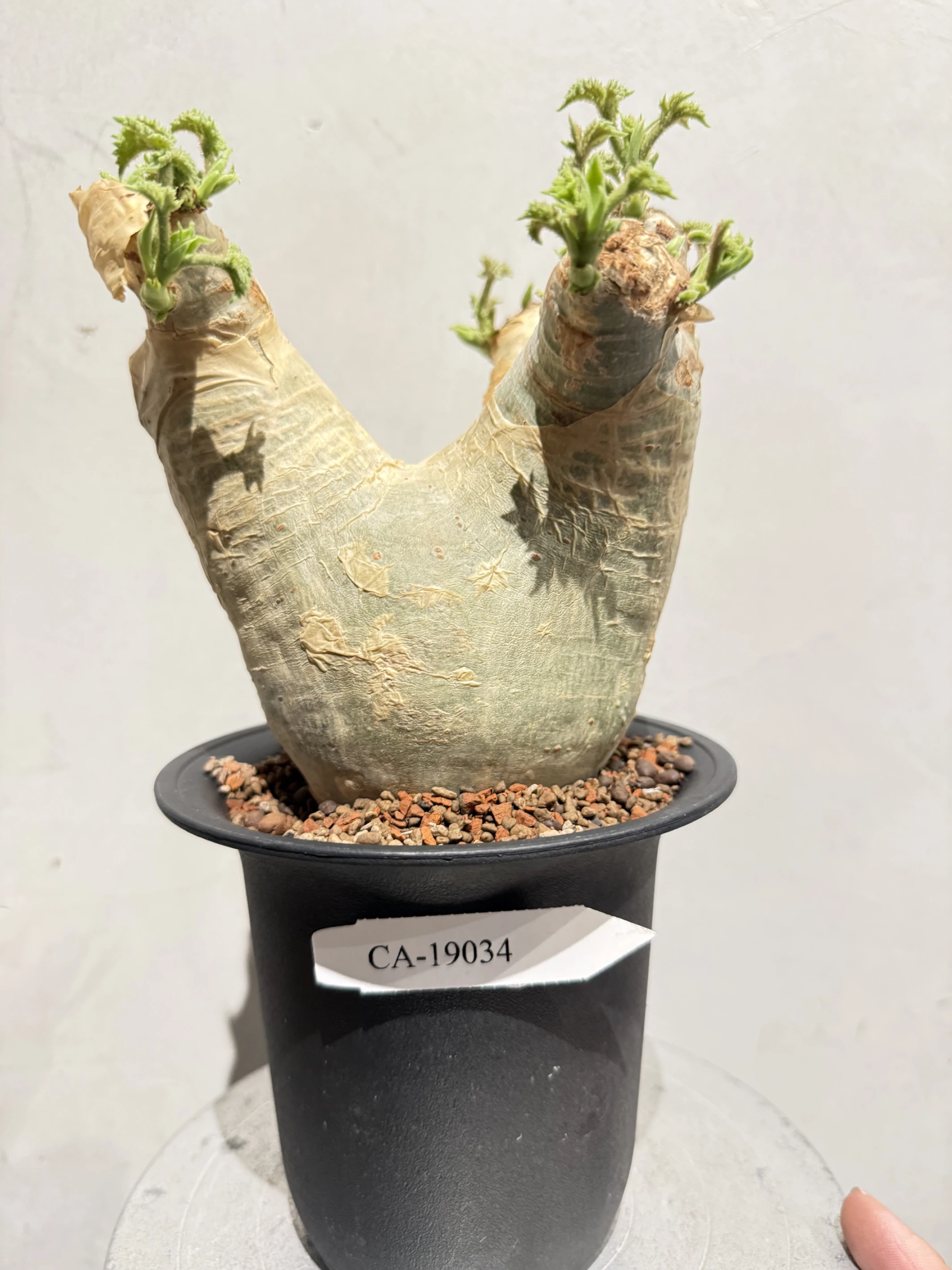 CA-19034 安哥拉葡萄甕 Cyphostemma uter var. macropus 2026-10-03