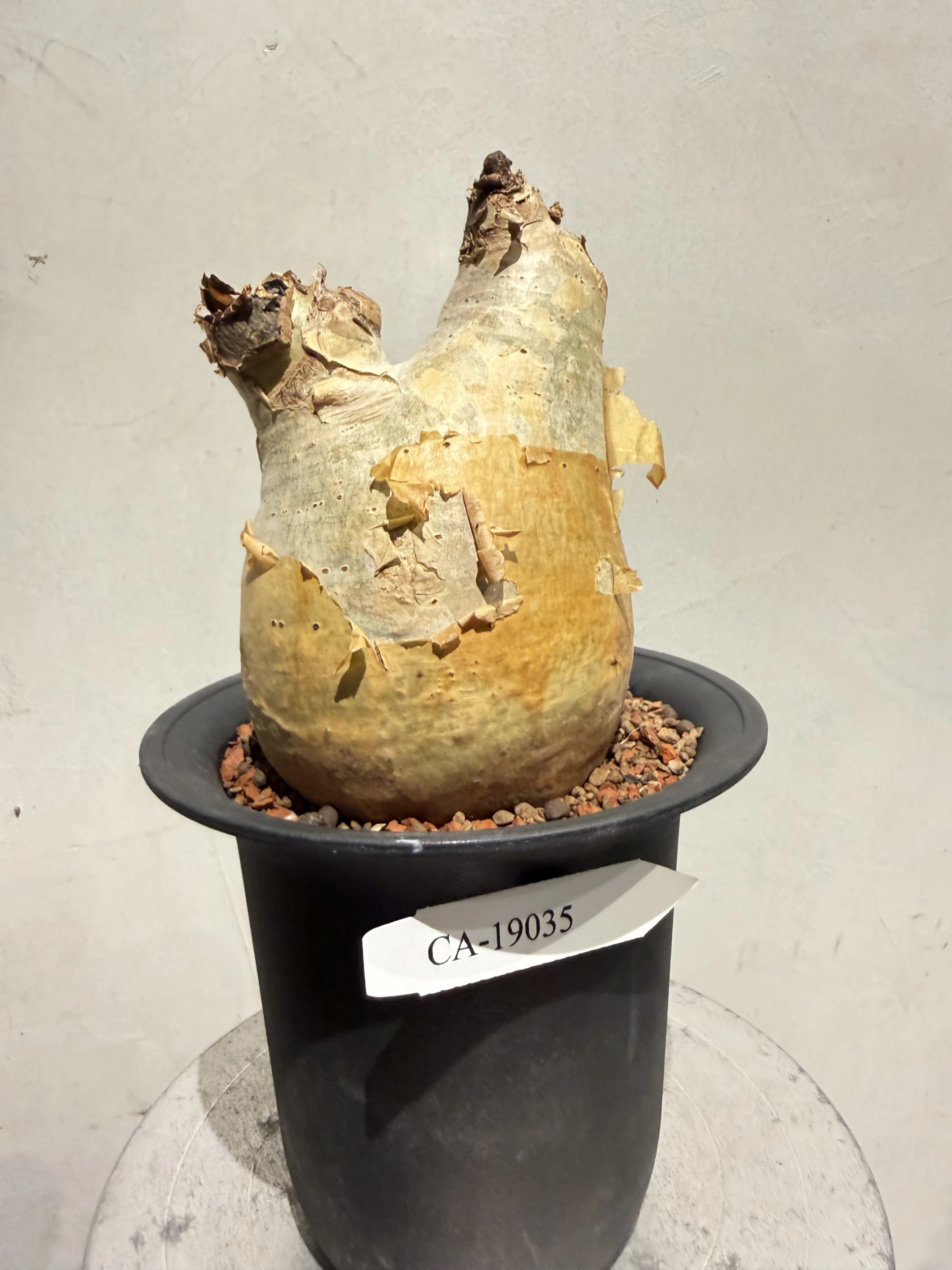 CA-19035 安哥拉葡萄甕 Cyphostemma uter var. macropus 2026-10-03