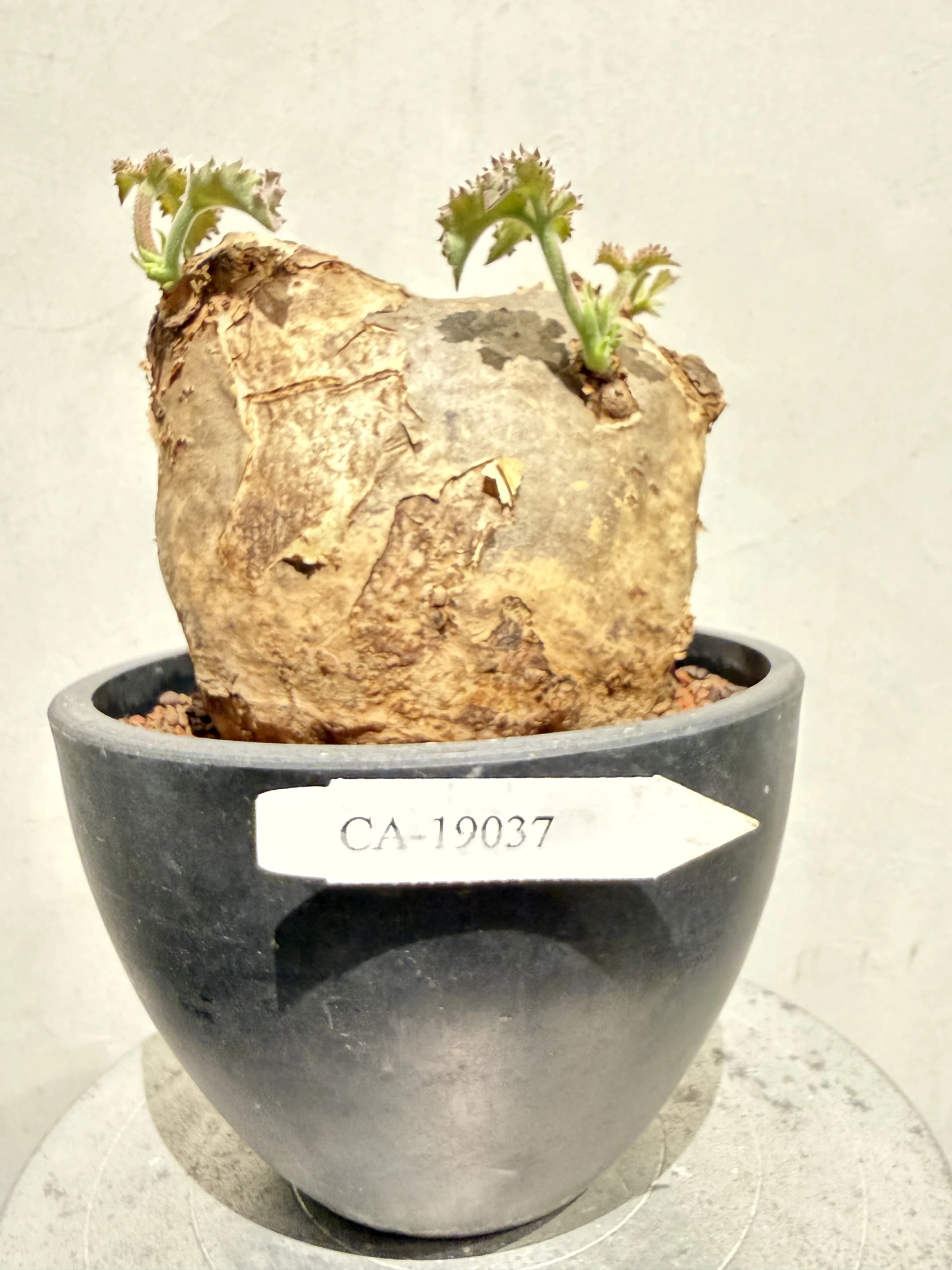 CA-19037 安哥拉葡萄甕 Cyphostemma uter var. macropus 2026-09-15