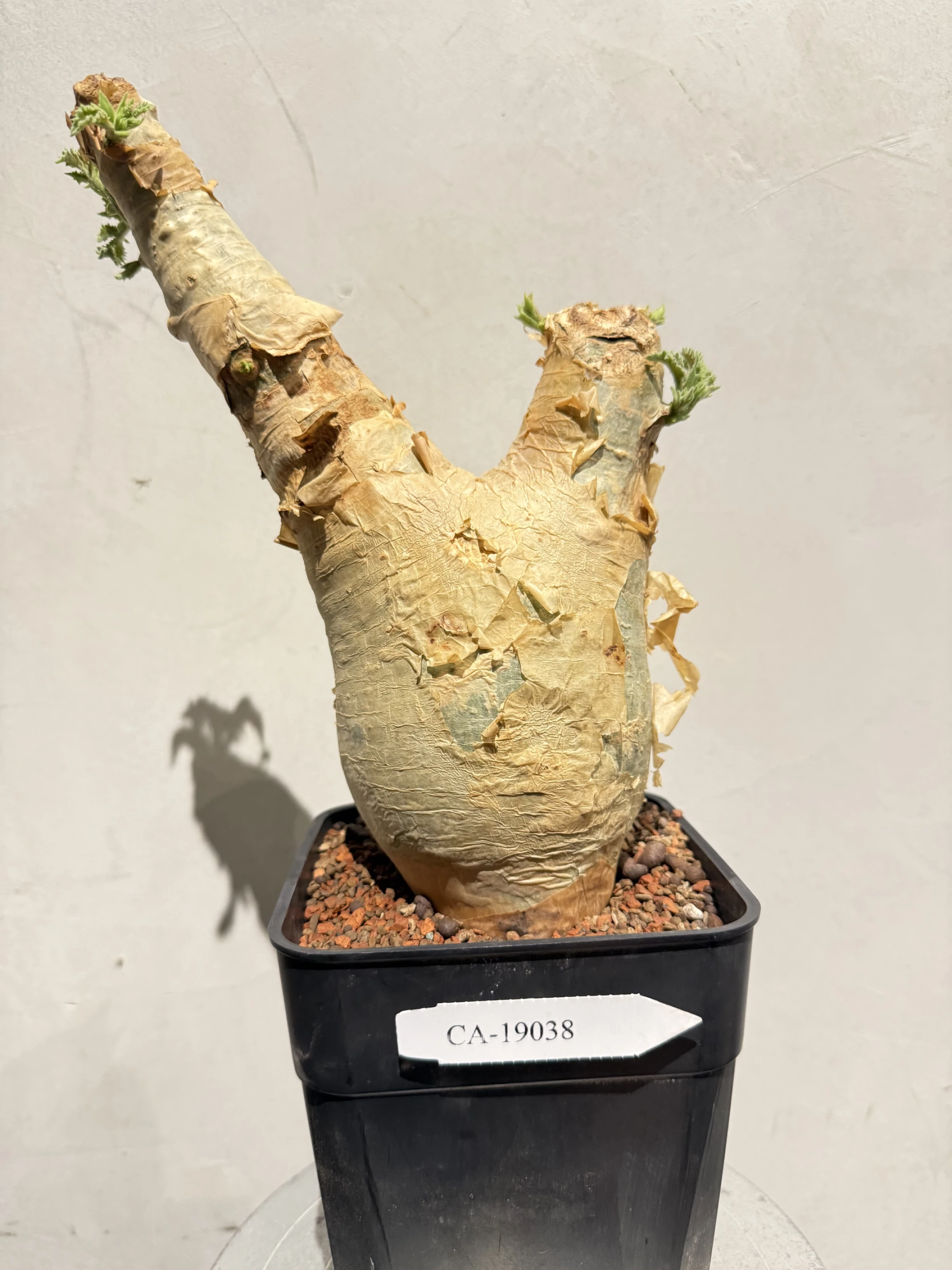 CA-19038 安哥拉葡萄甕 Cyphostemma uter var. macropus 2026-09-15