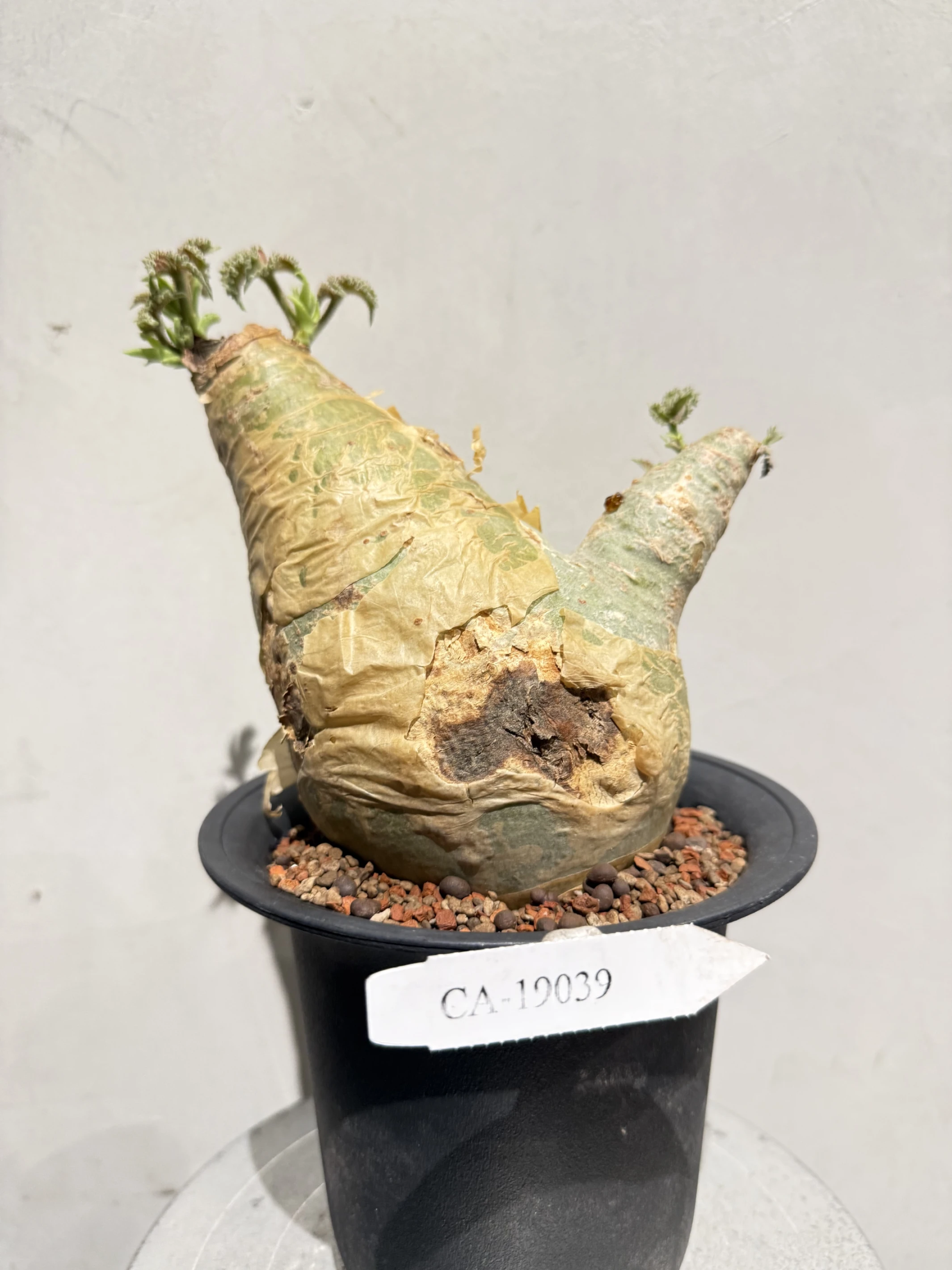 CA-19039 安哥拉葡萄甕 Cyphostemma uter var. macropus 2026-09-15