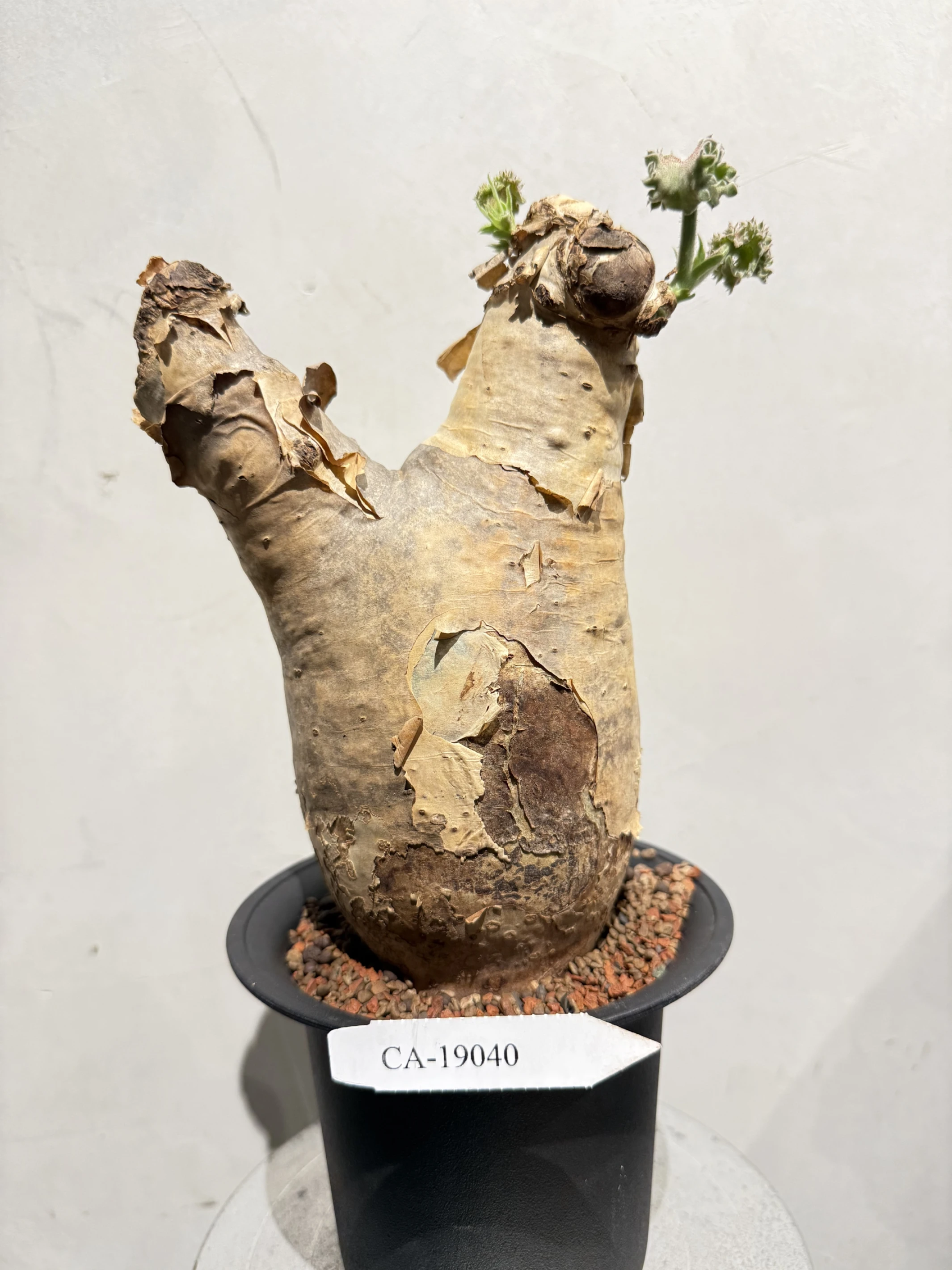 CA-19040 安哥拉葡萄甕 Cyphostemma uter var. macropus 2026-09-15