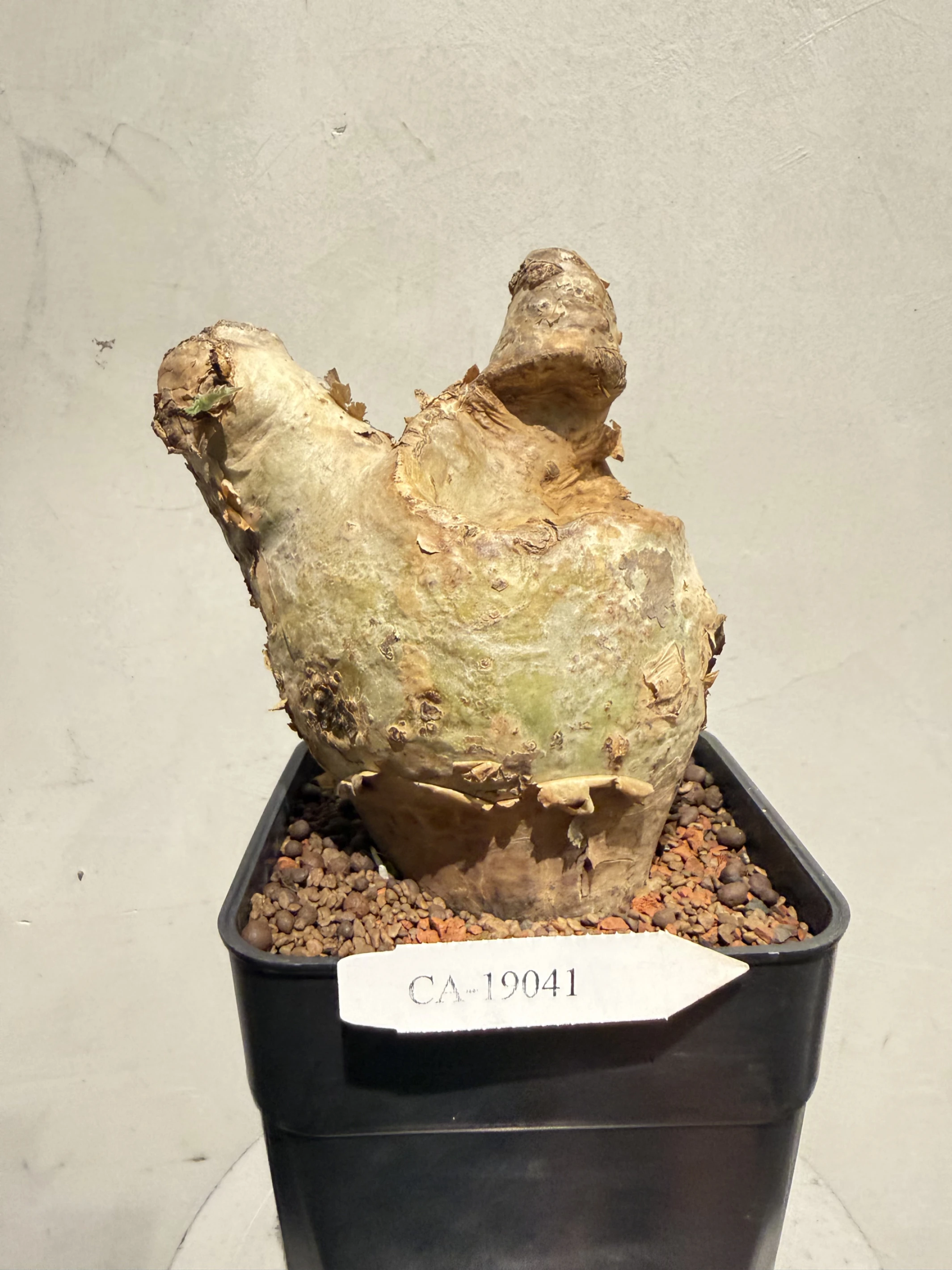 CA-19041 安哥拉葡萄甕 Cyphostemma uter var. macropus 2026-09-15