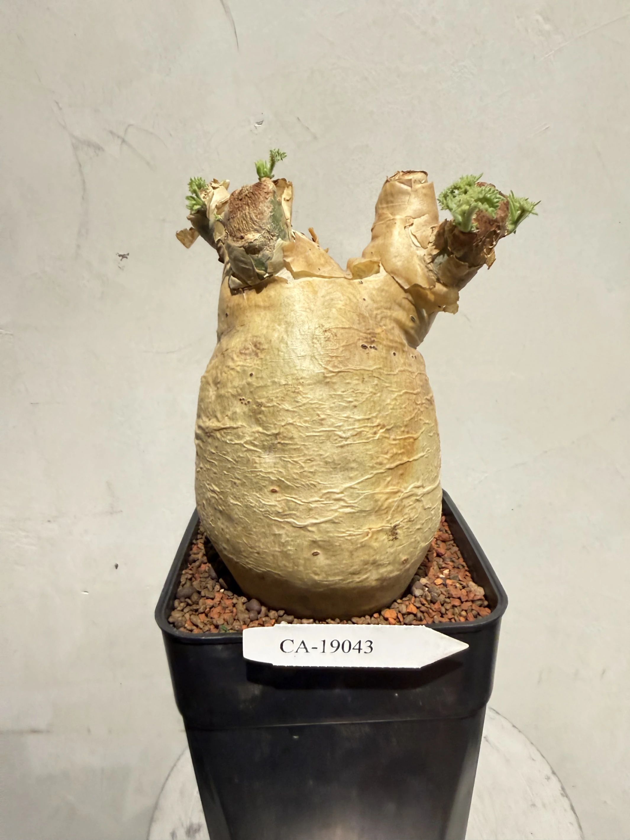 CA-19043 安哥拉葡萄甕 Cyphostemma uter var. macropus 2026-09-15