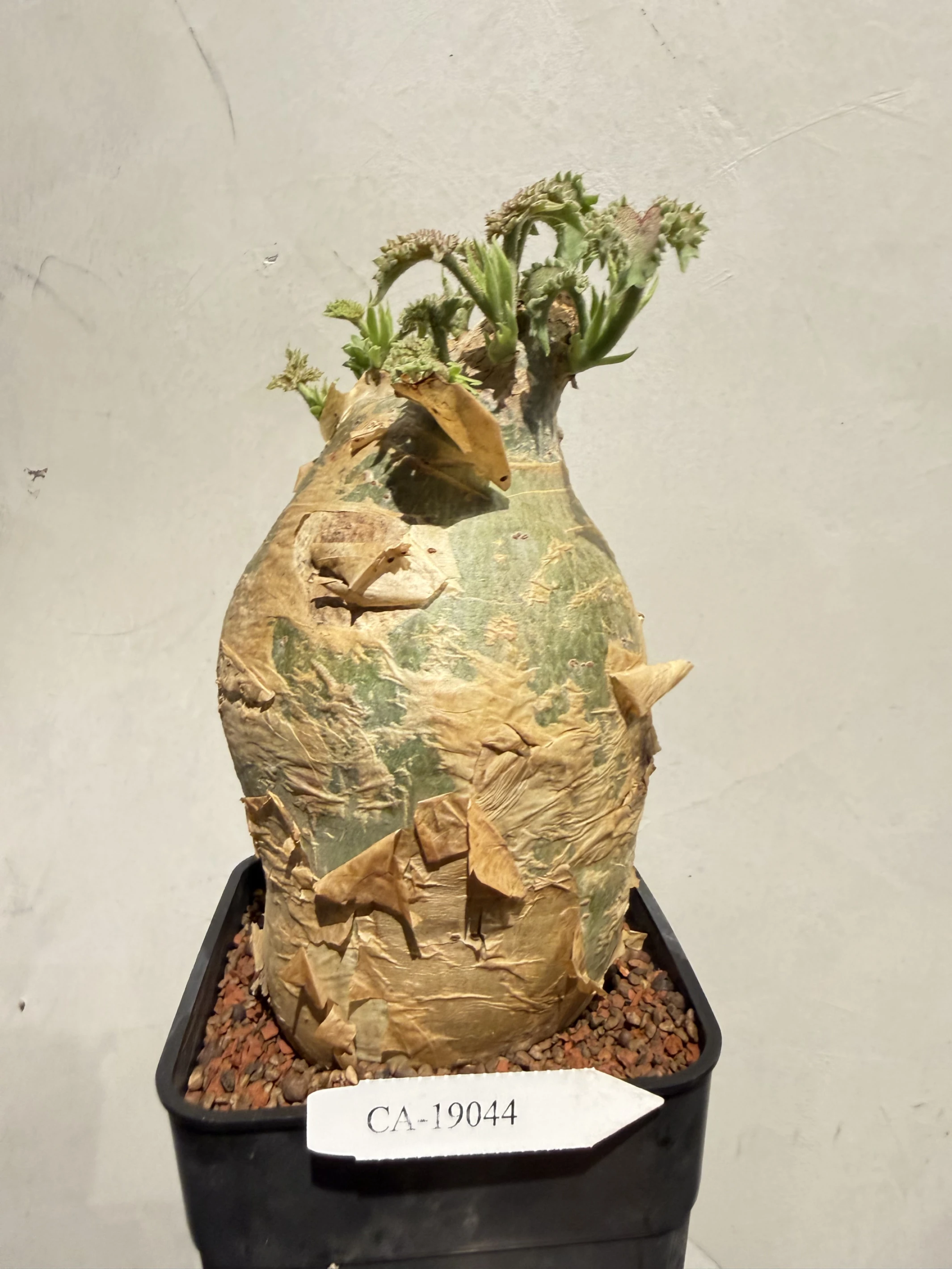 CA-19044 安哥拉葡萄甕 Cyphostemma uter var. macropus 2026-09-15