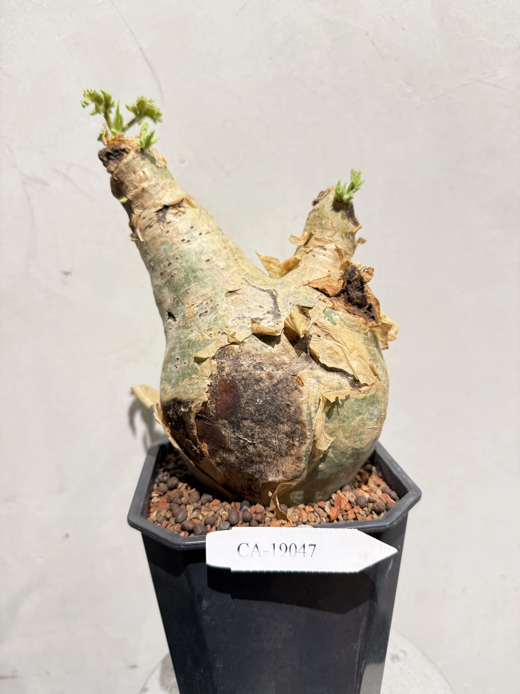 CA-19047 安哥拉葡萄甕 Cyphostemma uter var. macropus 2026-09-15