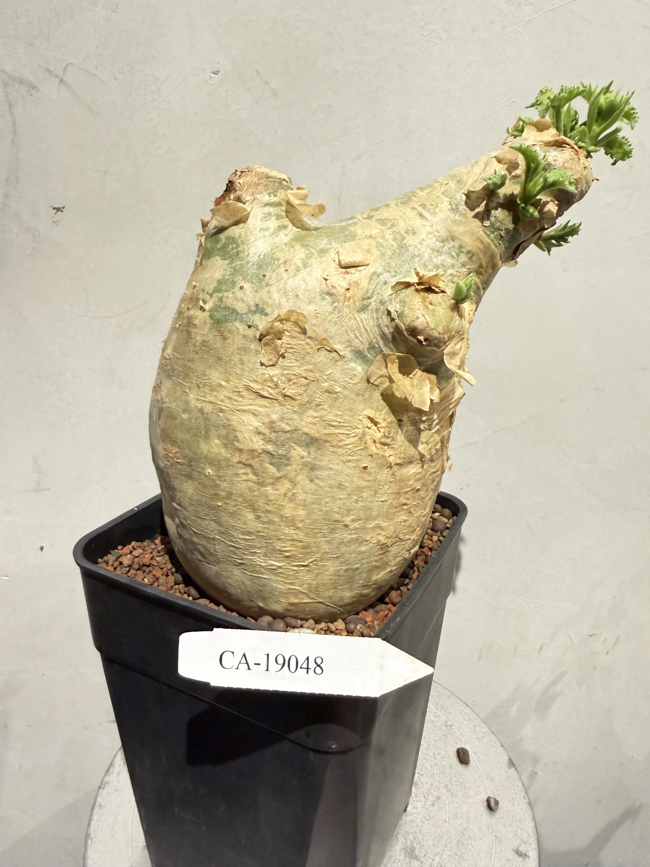 CA-19048 安哥拉葡萄甕 Cyphostemma uter var. macropus 2026-09-15