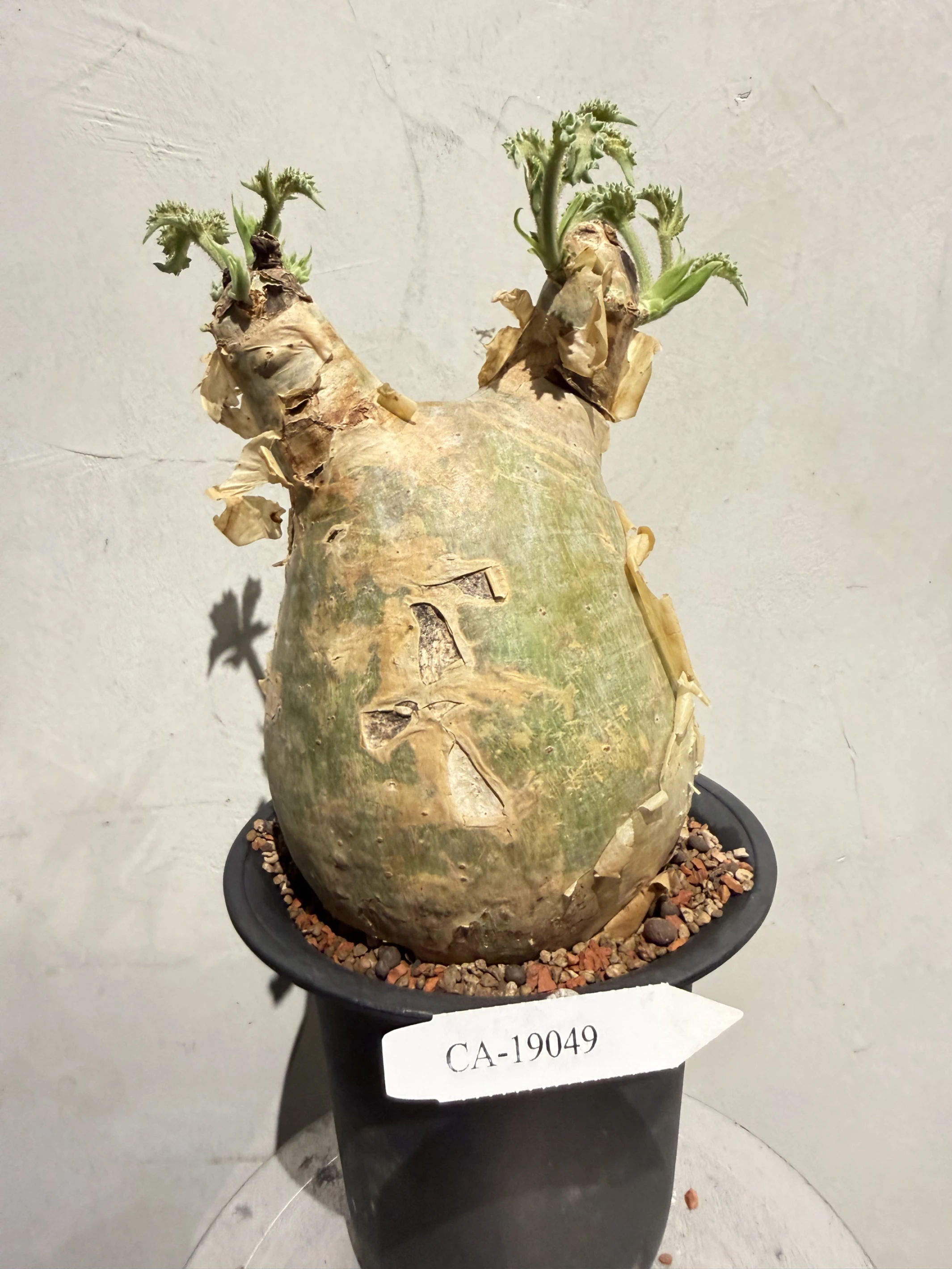 CA-19049 安哥拉葡萄甕 Cyphostemma uter var. macropus 2026-09-15