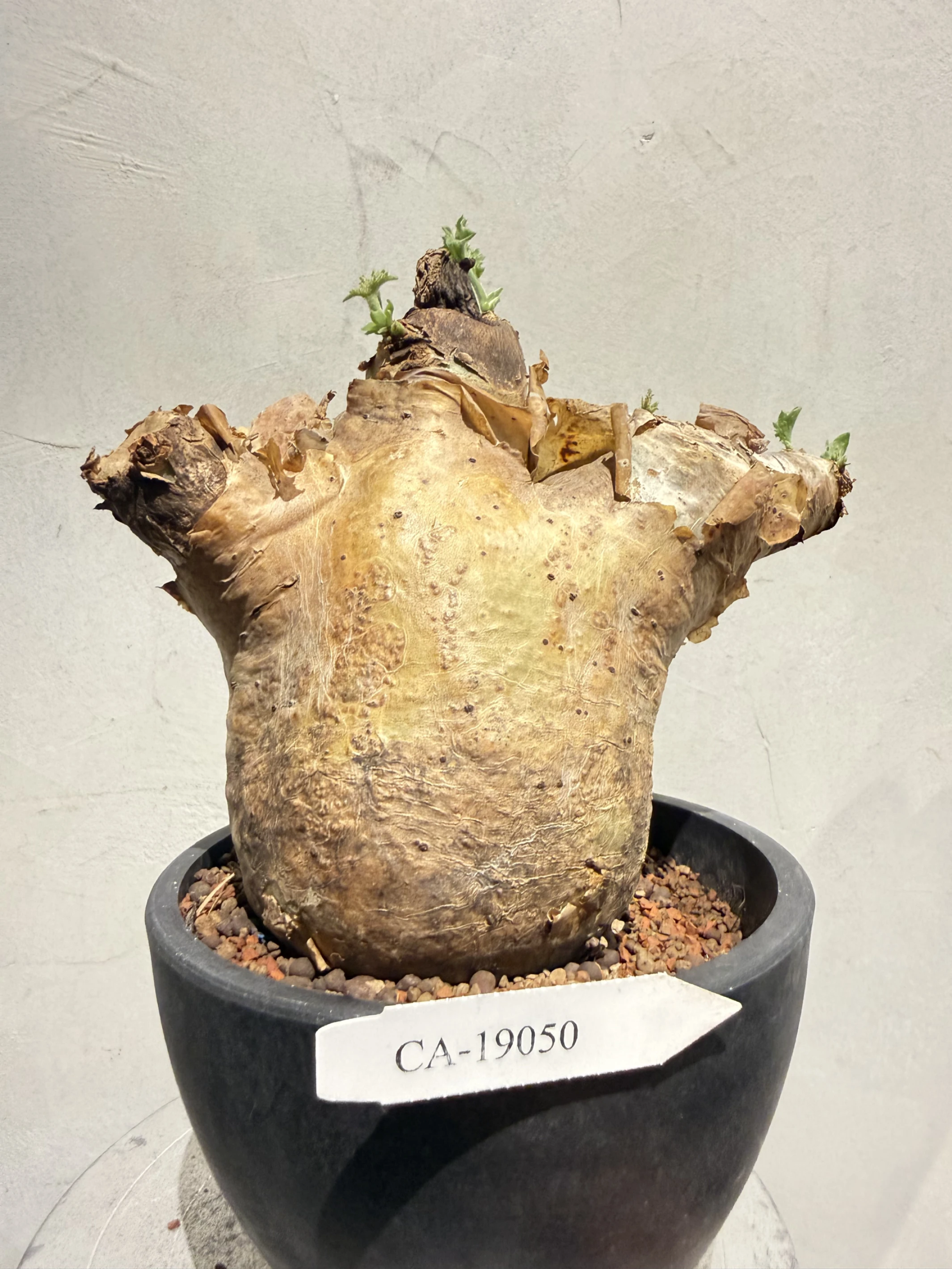 CA-19050 安哥拉葡萄甕 Cyphostemma uter var. macropus 2026-09-15