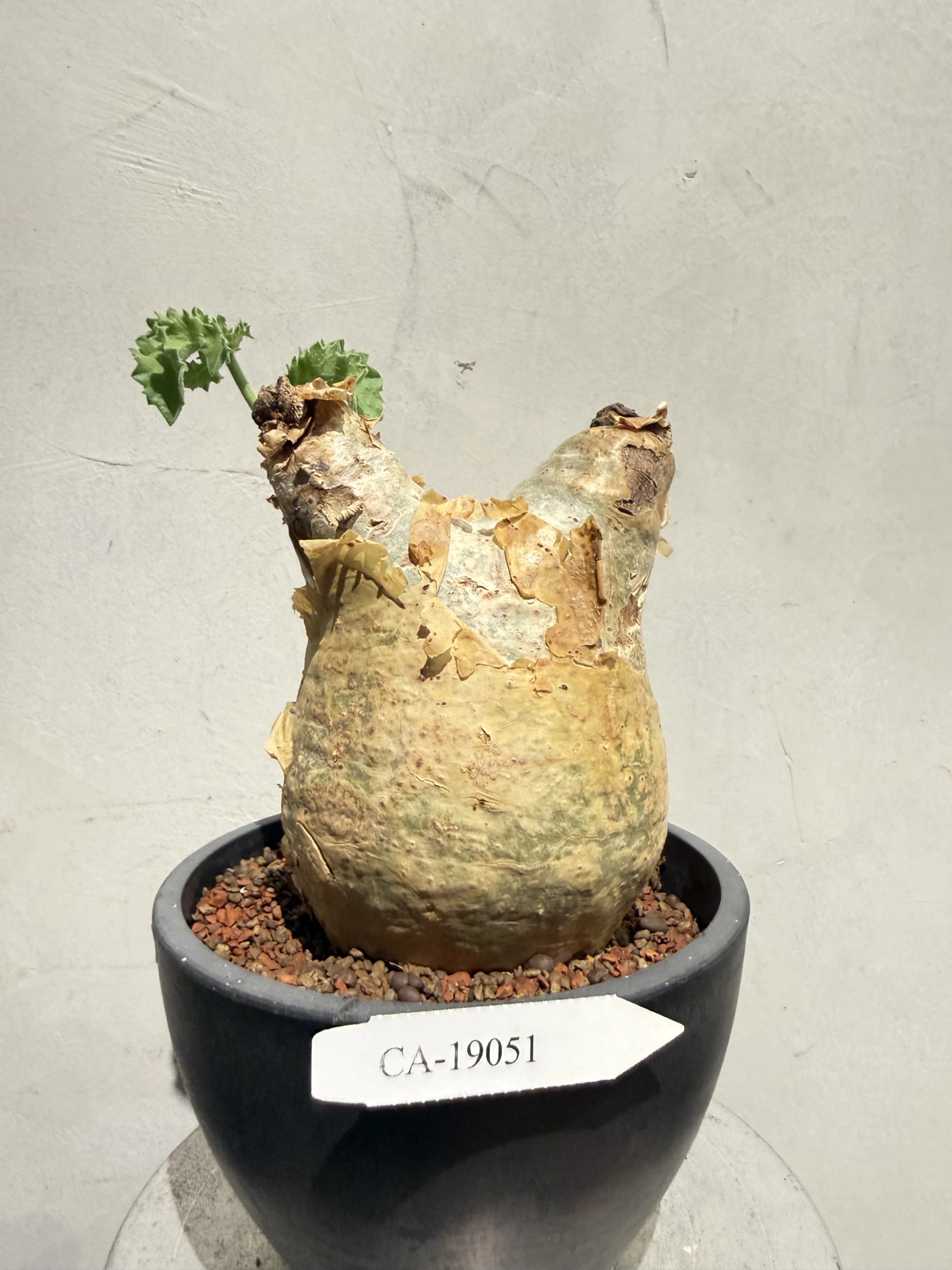 CA-19051 安哥拉葡萄甕 Cyphostemma uter var. macropus 2026-09-15