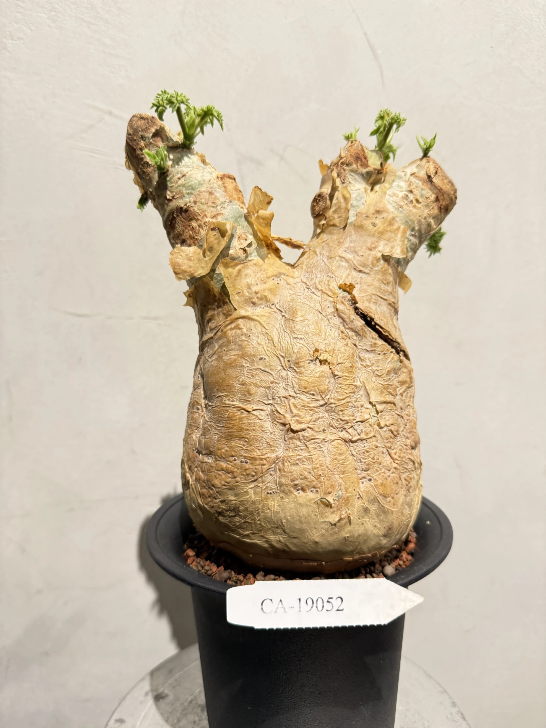 CA-19052 安哥拉葡萄甕 Cyphostemma uter var. macropus 2026-09-15