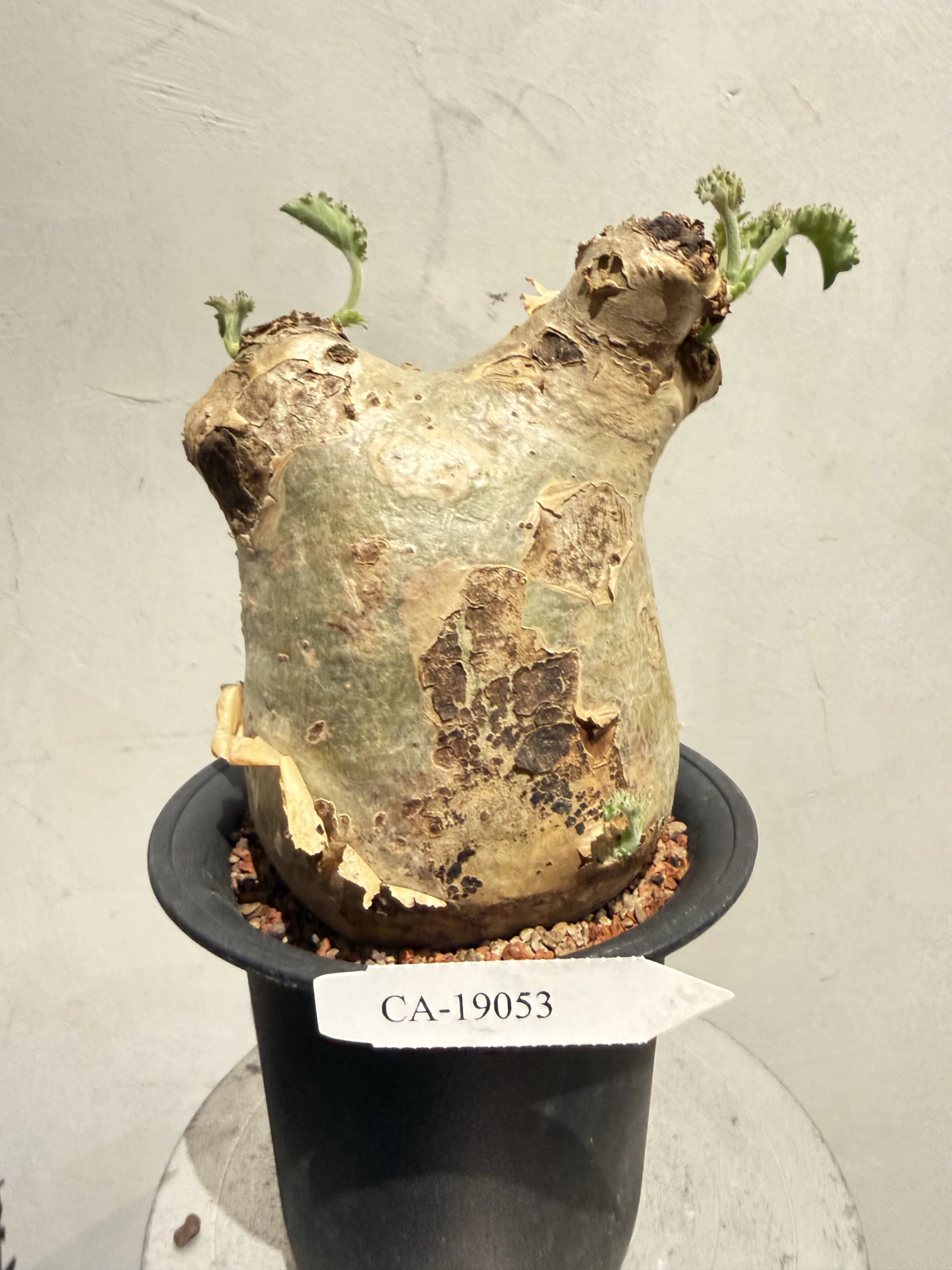 CA-19053 安哥拉葡萄甕 Cyphostemma uter var. macropus 2026-09-15