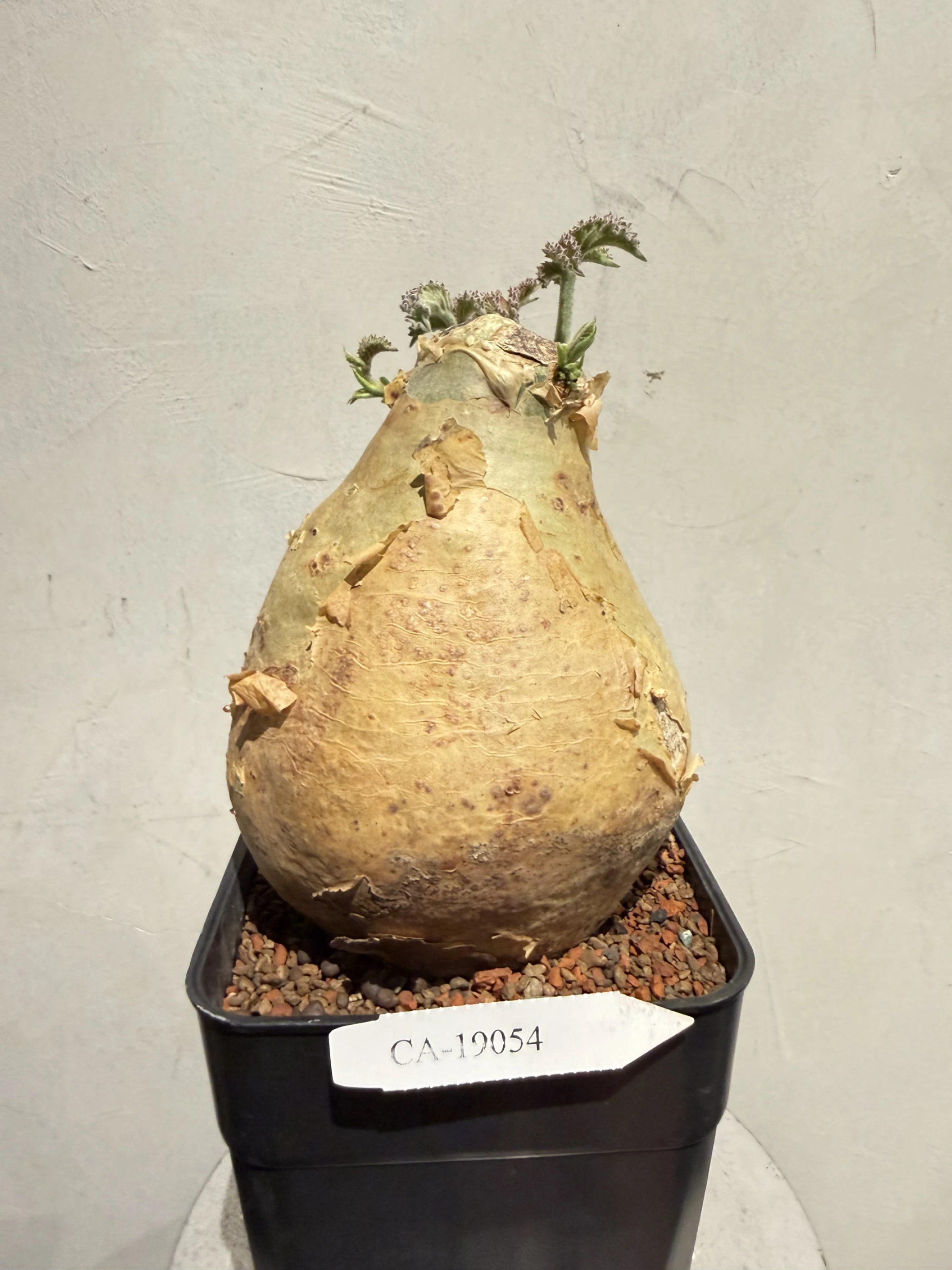 CA-19054 安哥拉葡萄甕 Cyphostemma uter var. macropus 2026-09-15