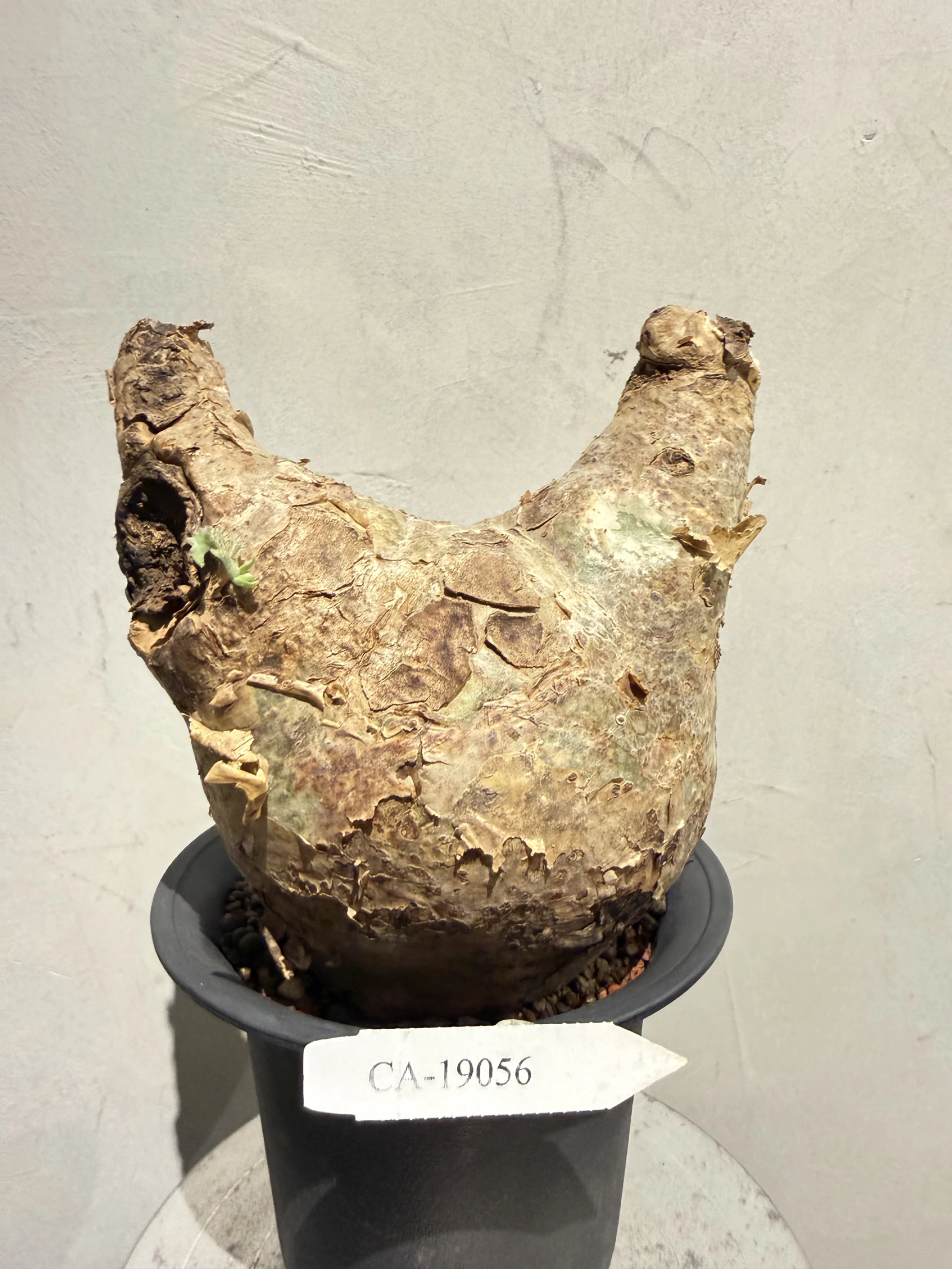 CA-19056 安哥拉葡萄甕 Cyphostemma uter var. macropus 2026-09-15