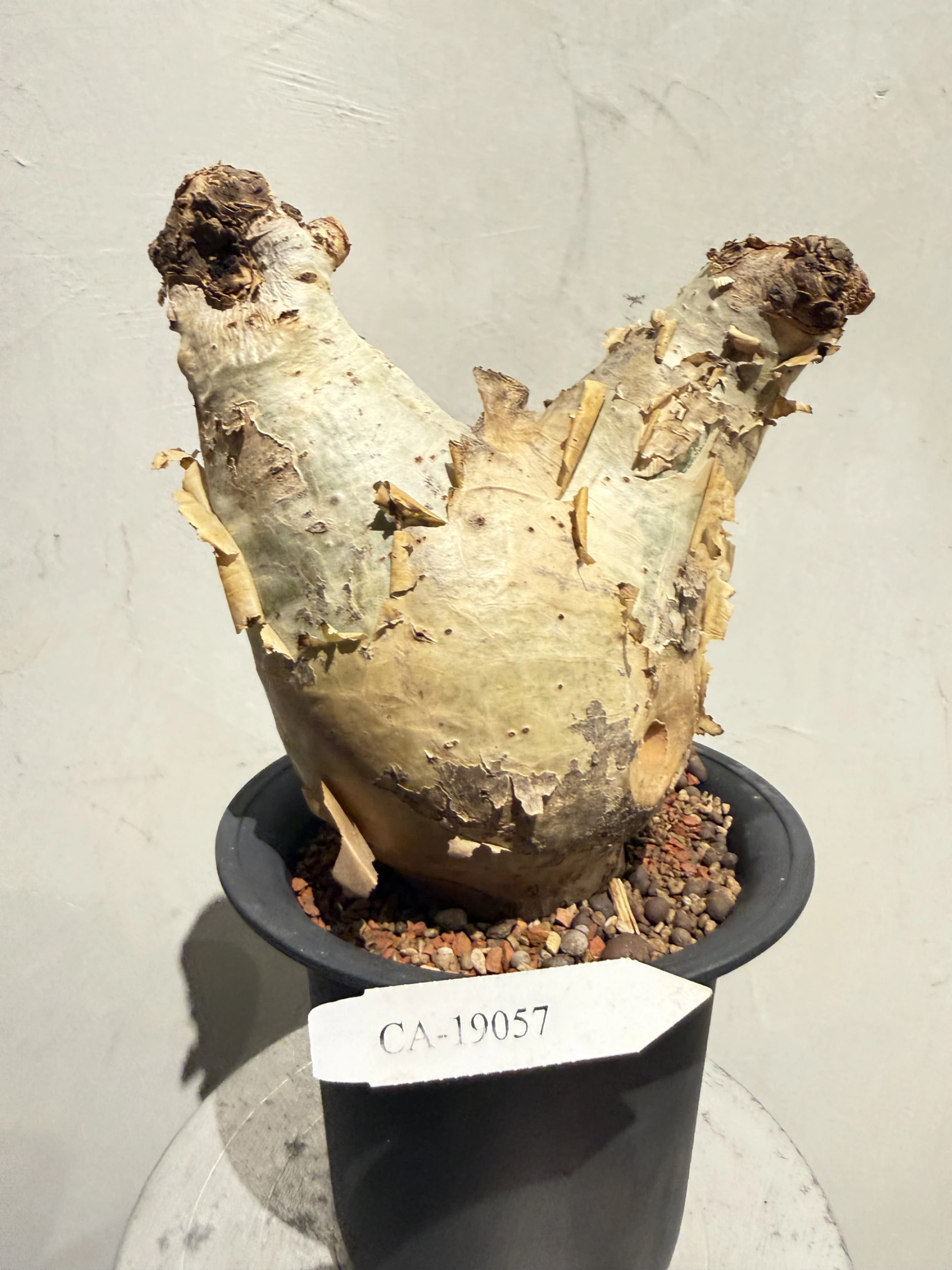 CA-19057 安哥拉葡萄甕 Cyphostemma uter var. macropus 2026-09-15