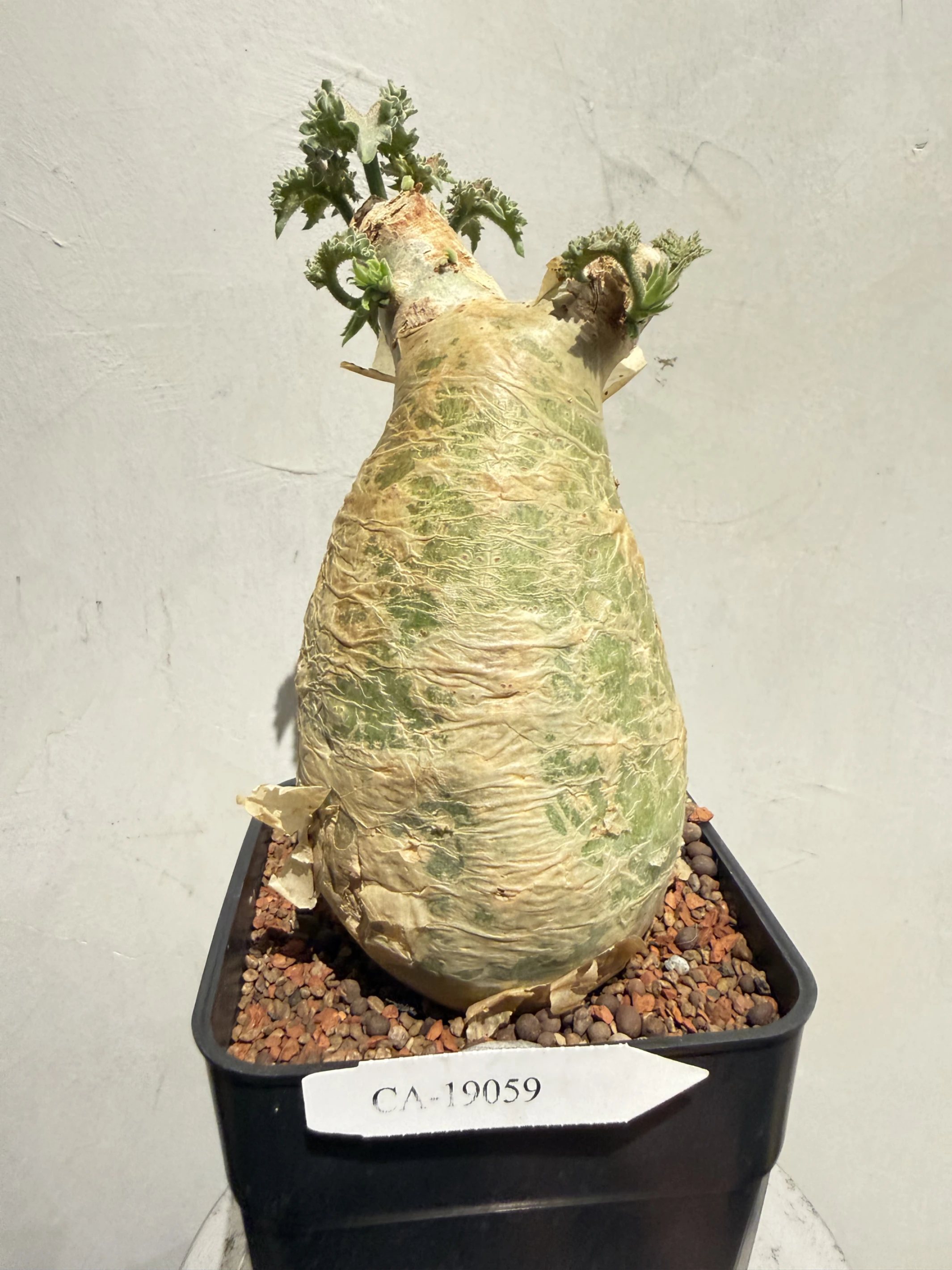 CA-19059 安哥拉葡萄甕 Cyphostemma uter var. macropus 2026-09-15