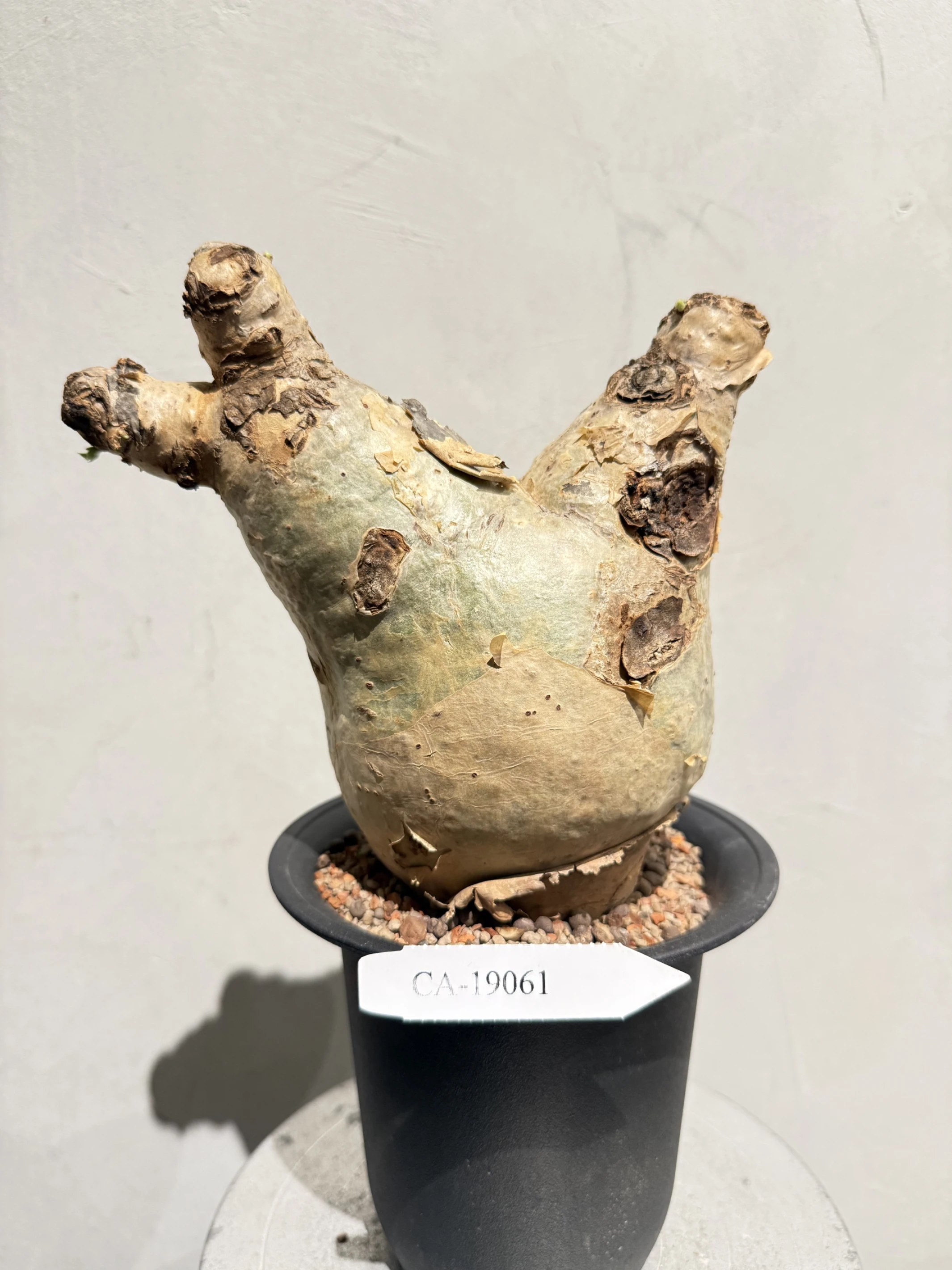 CA-19061 安哥拉葡萄甕 Cyphostemma uter var. macropus 2026-09-15