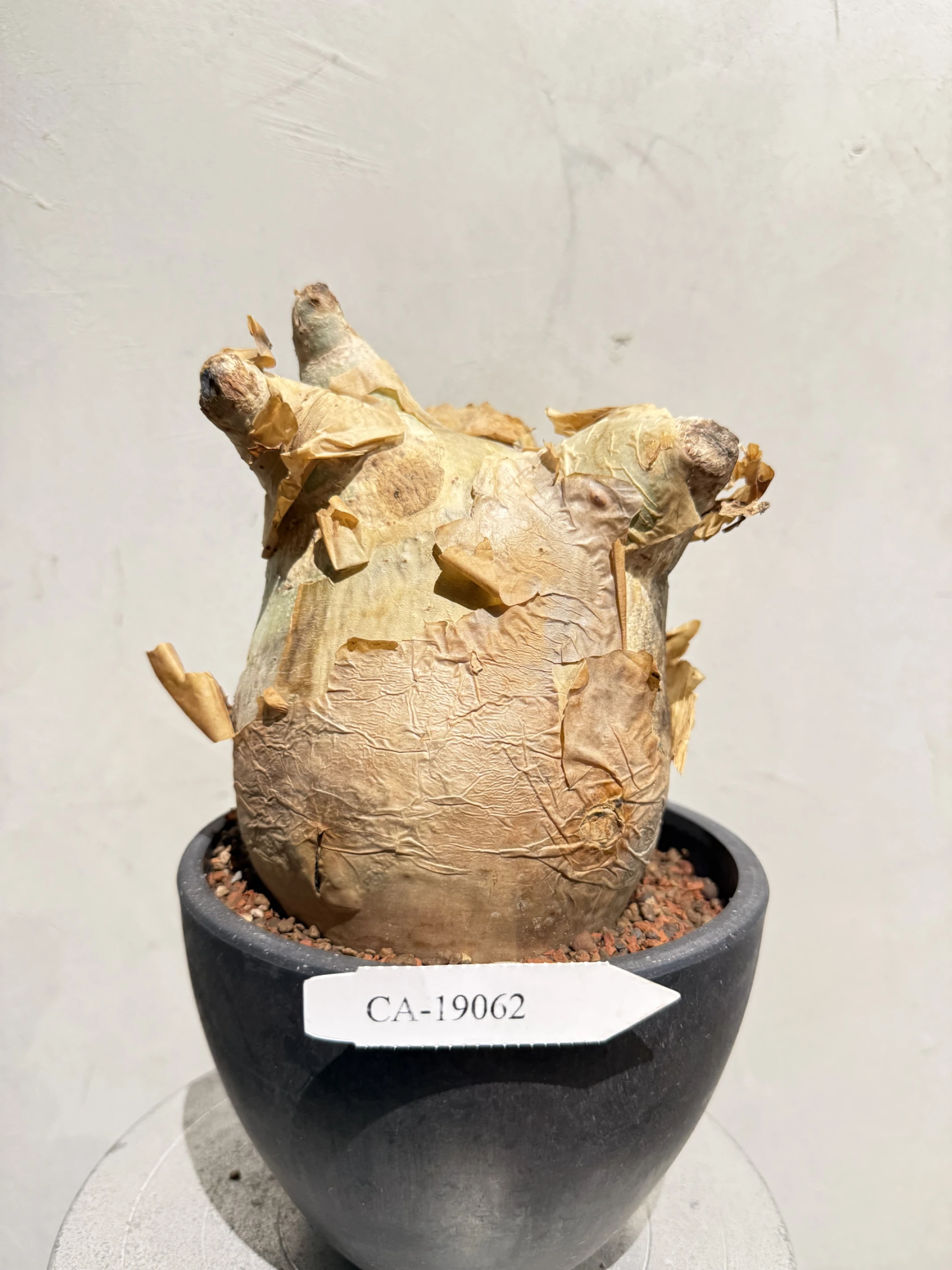 CA-19062 安哥拉葡萄甕 Cyphostemma uter var. macropus 2026-09-15