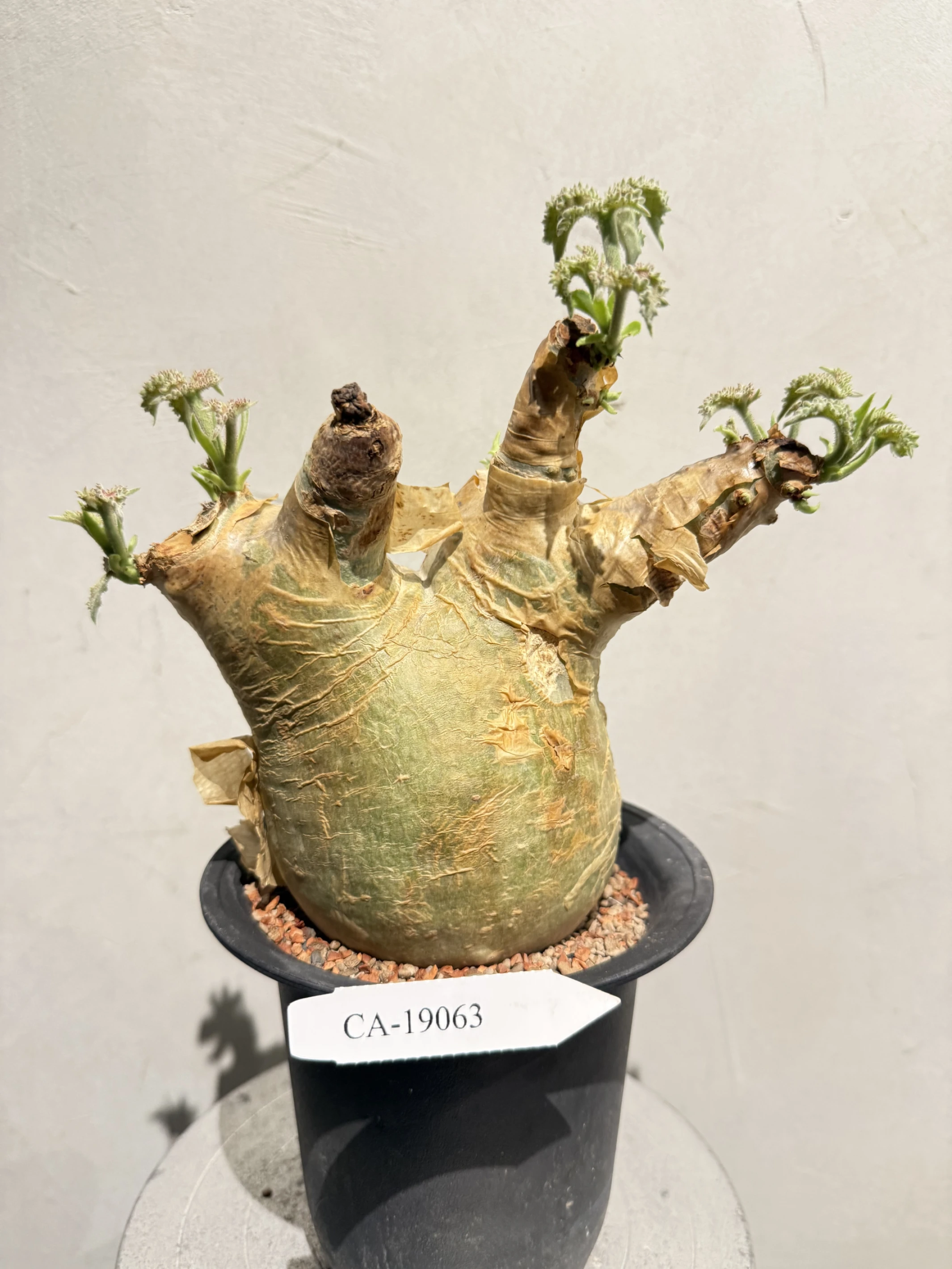 CA-19063 安哥拉葡萄甕 Cyphostemma uter var. macropus 2026-09-15