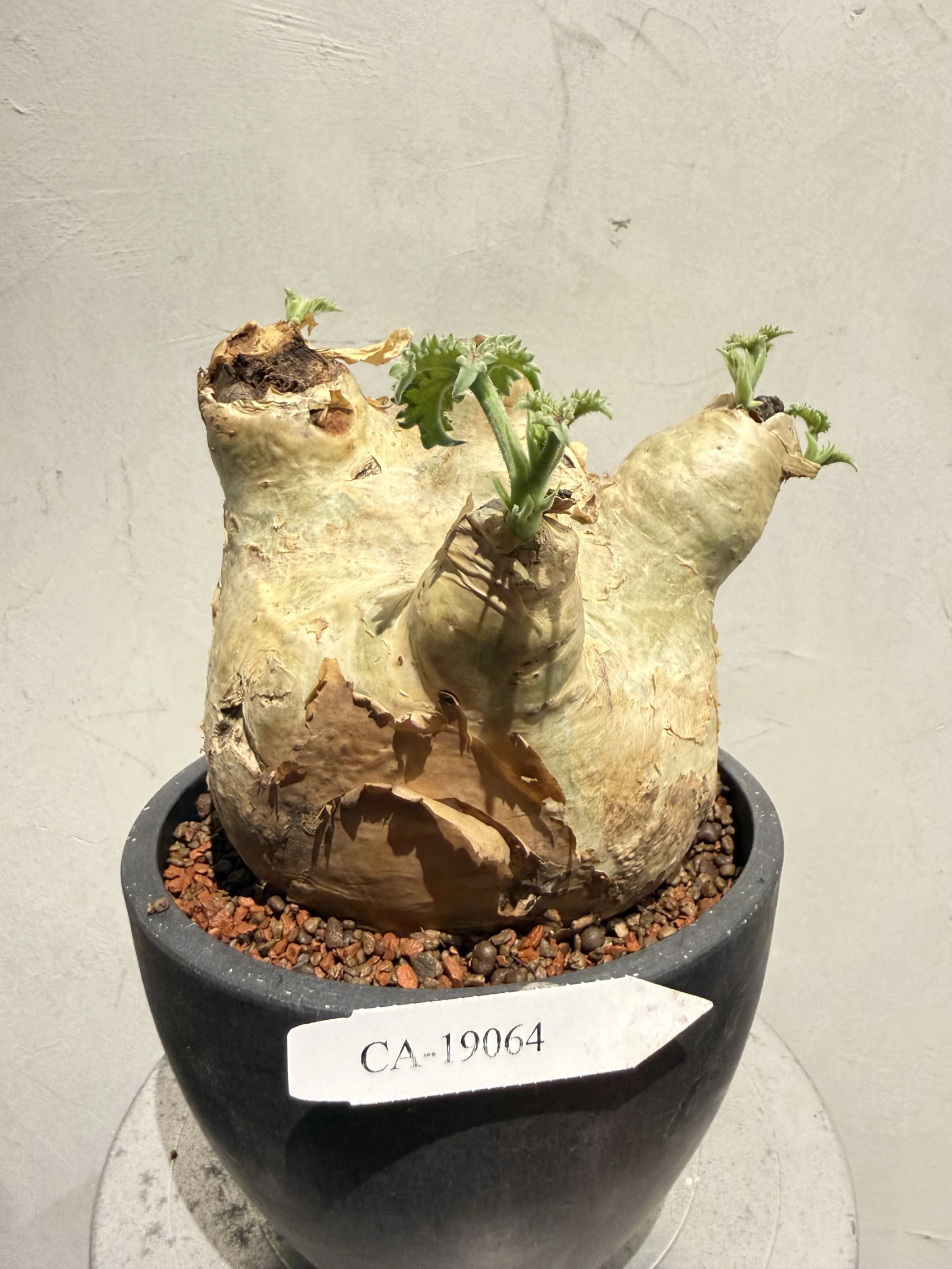 CA-19064 安哥拉葡萄甕 Cyphostemma uter var. macropus 2026-09-15