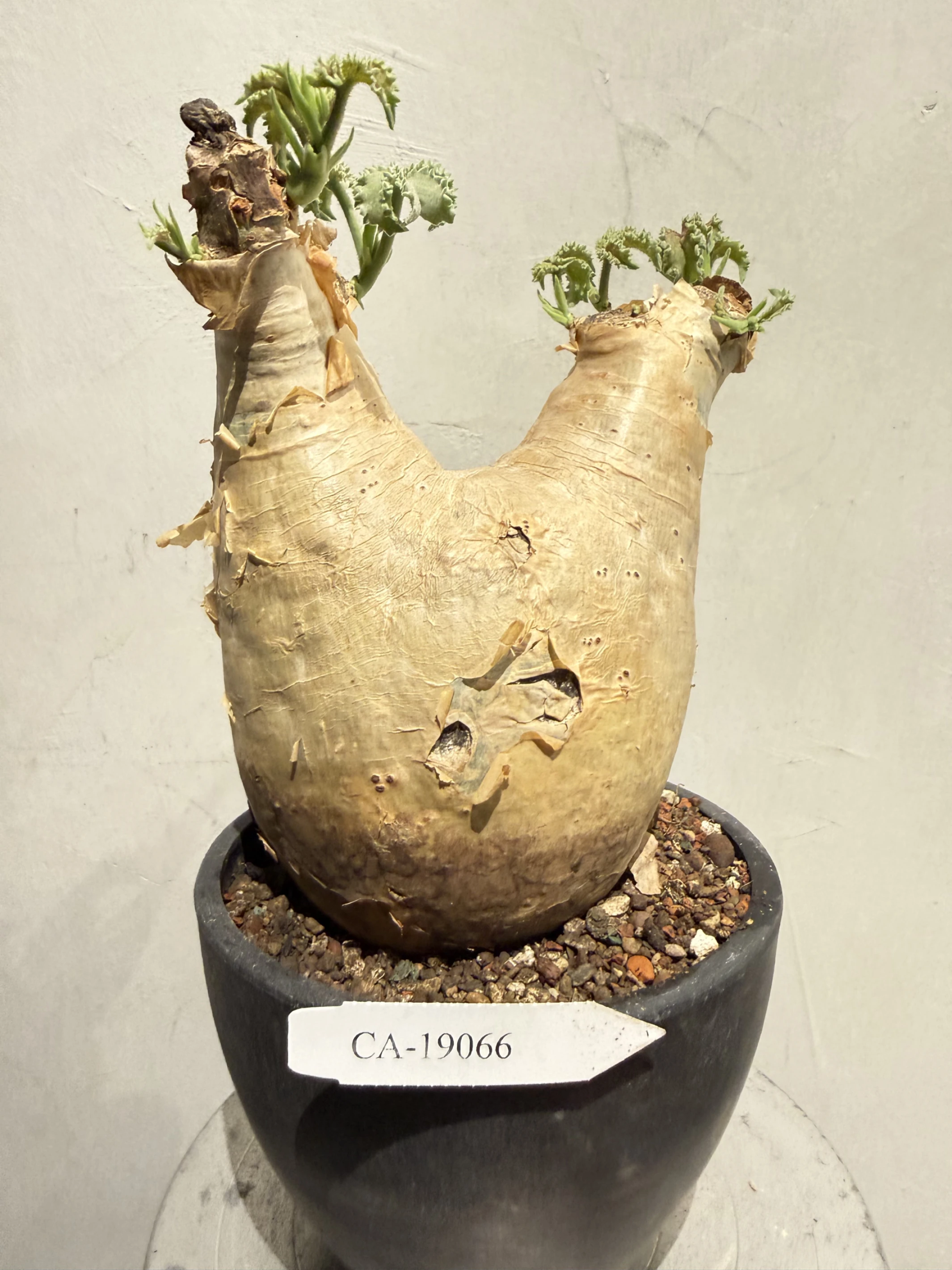 CA-19066 安哥拉葡萄甕 Cyphostemma uter var. macropus 2026-09-15