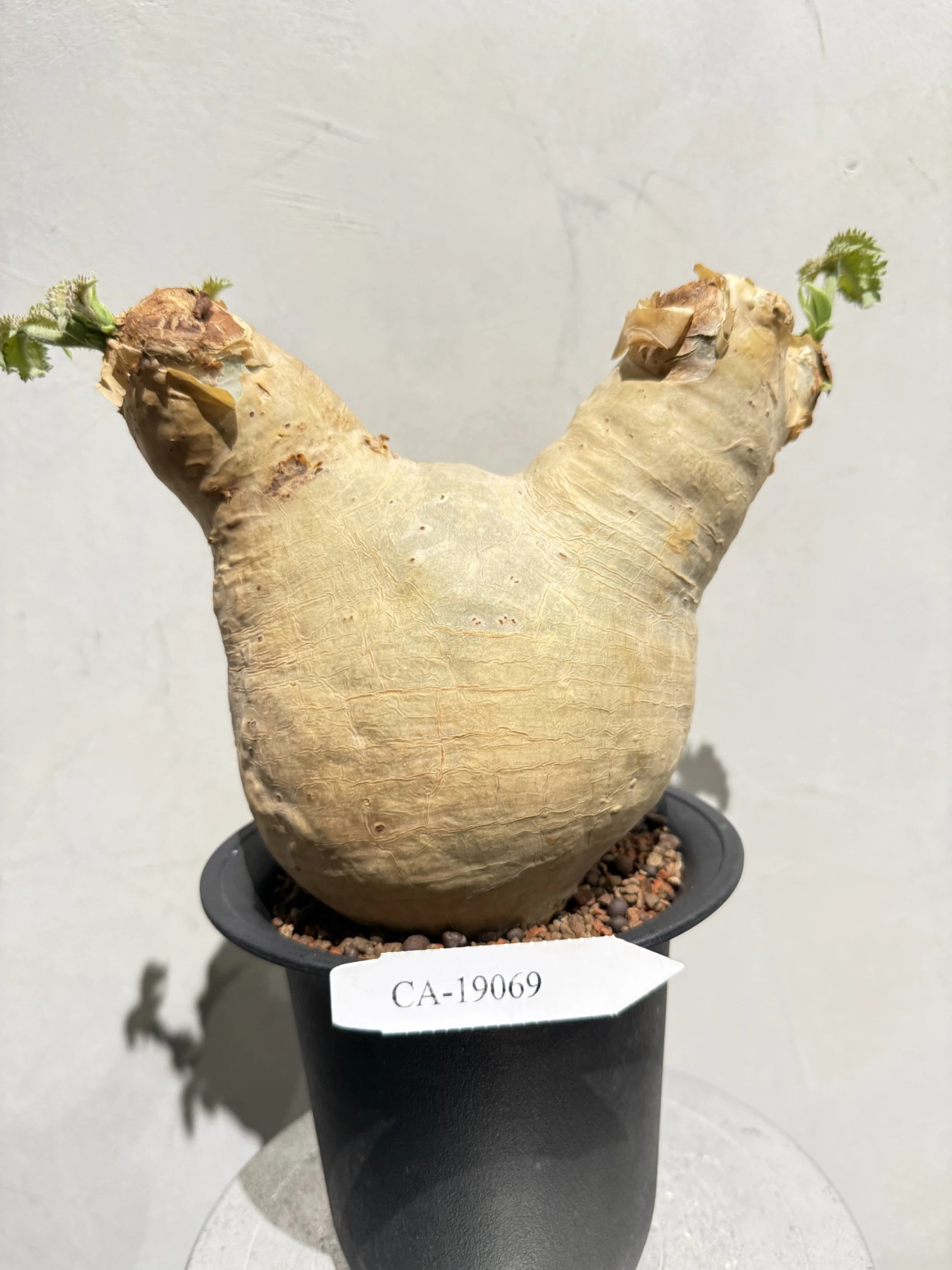 CA-19069 安哥拉葡萄甕 Cyphostemma uter var. macropus 2026-09-15