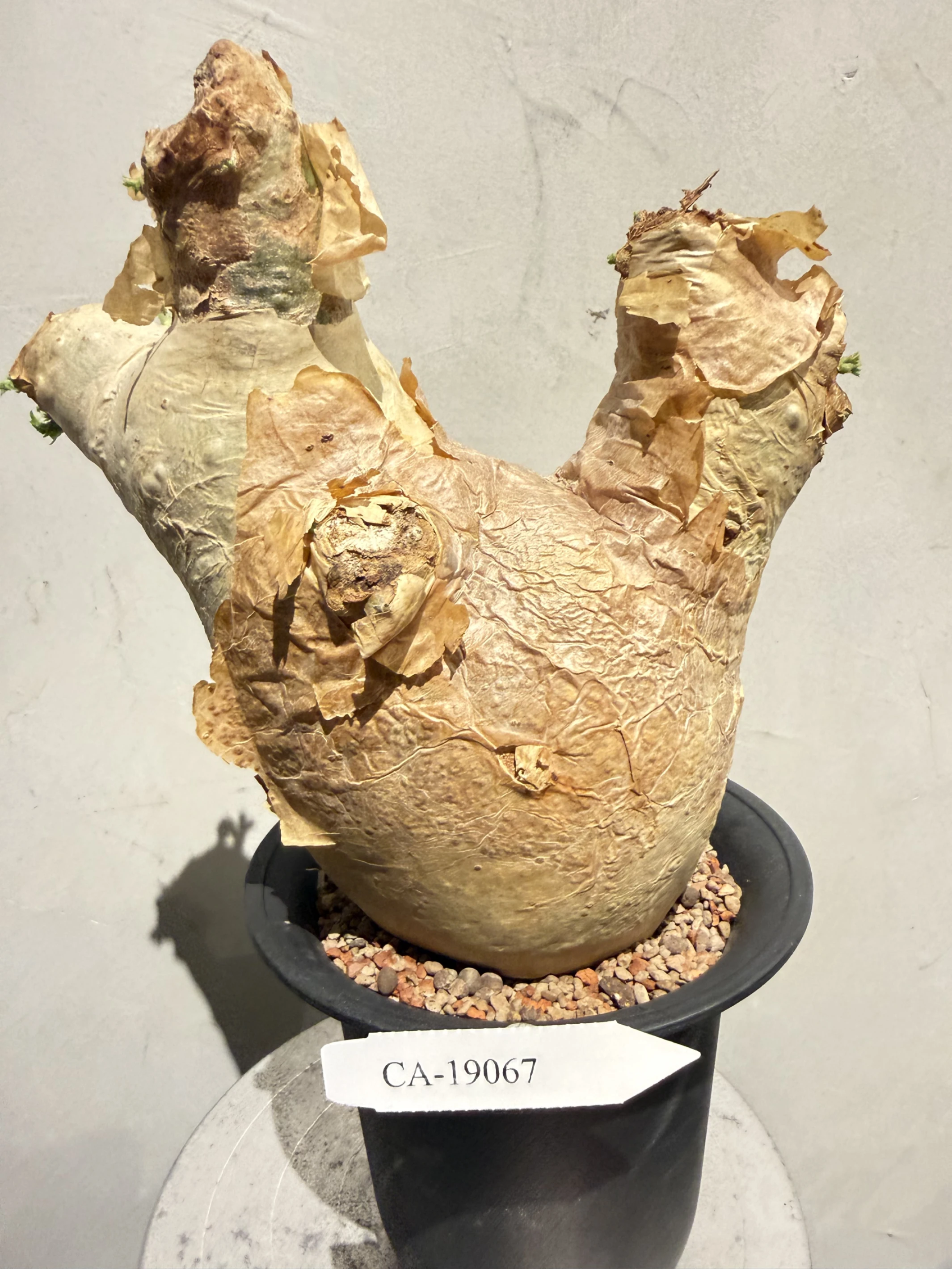CA-19067 安哥拉葡萄甕 Cyphostemma uter var. macropus 2026-09-15