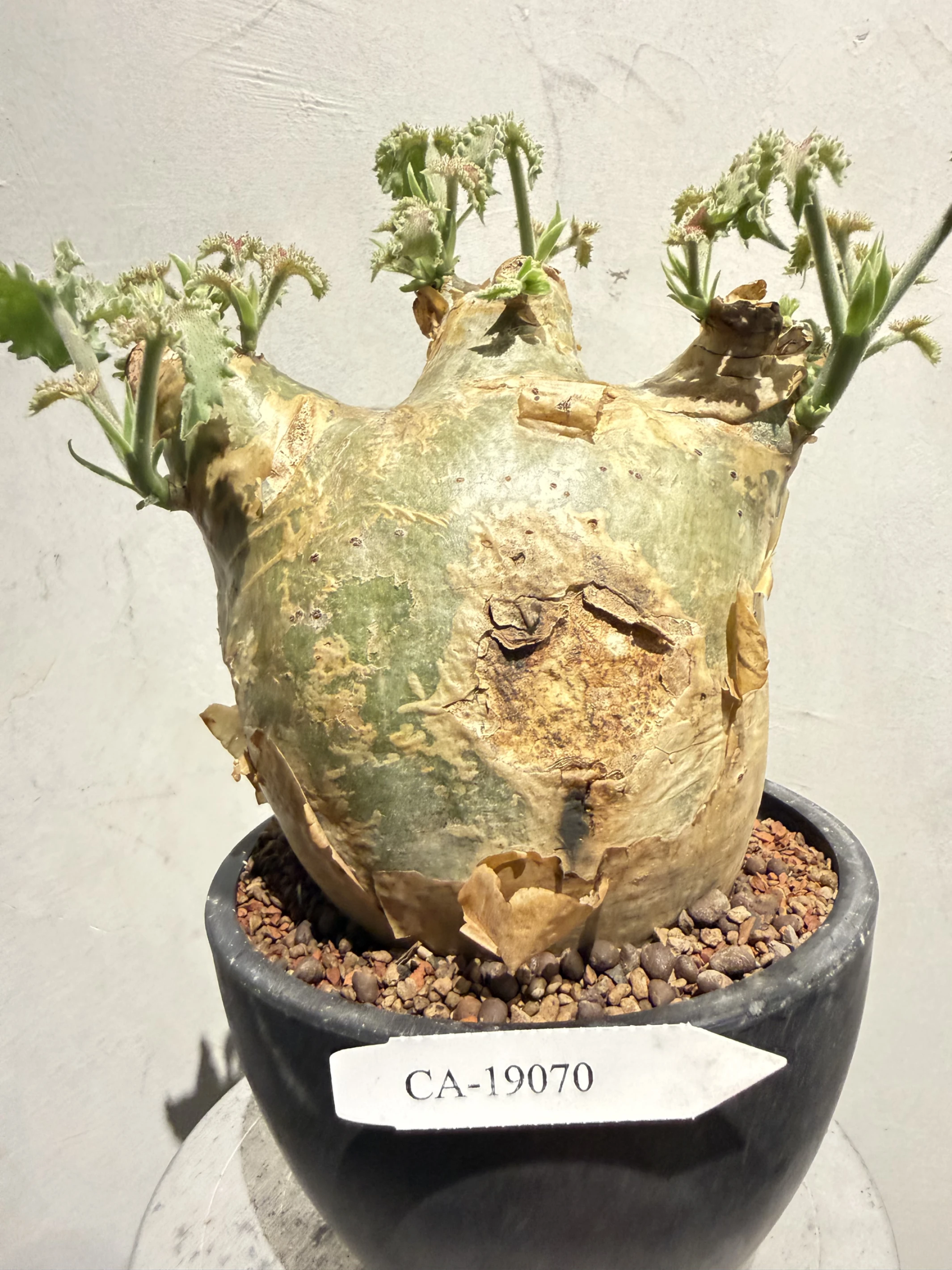 CA-19070 安哥拉葡萄甕 Cyphostemma uter var. macropus 2026-09-15