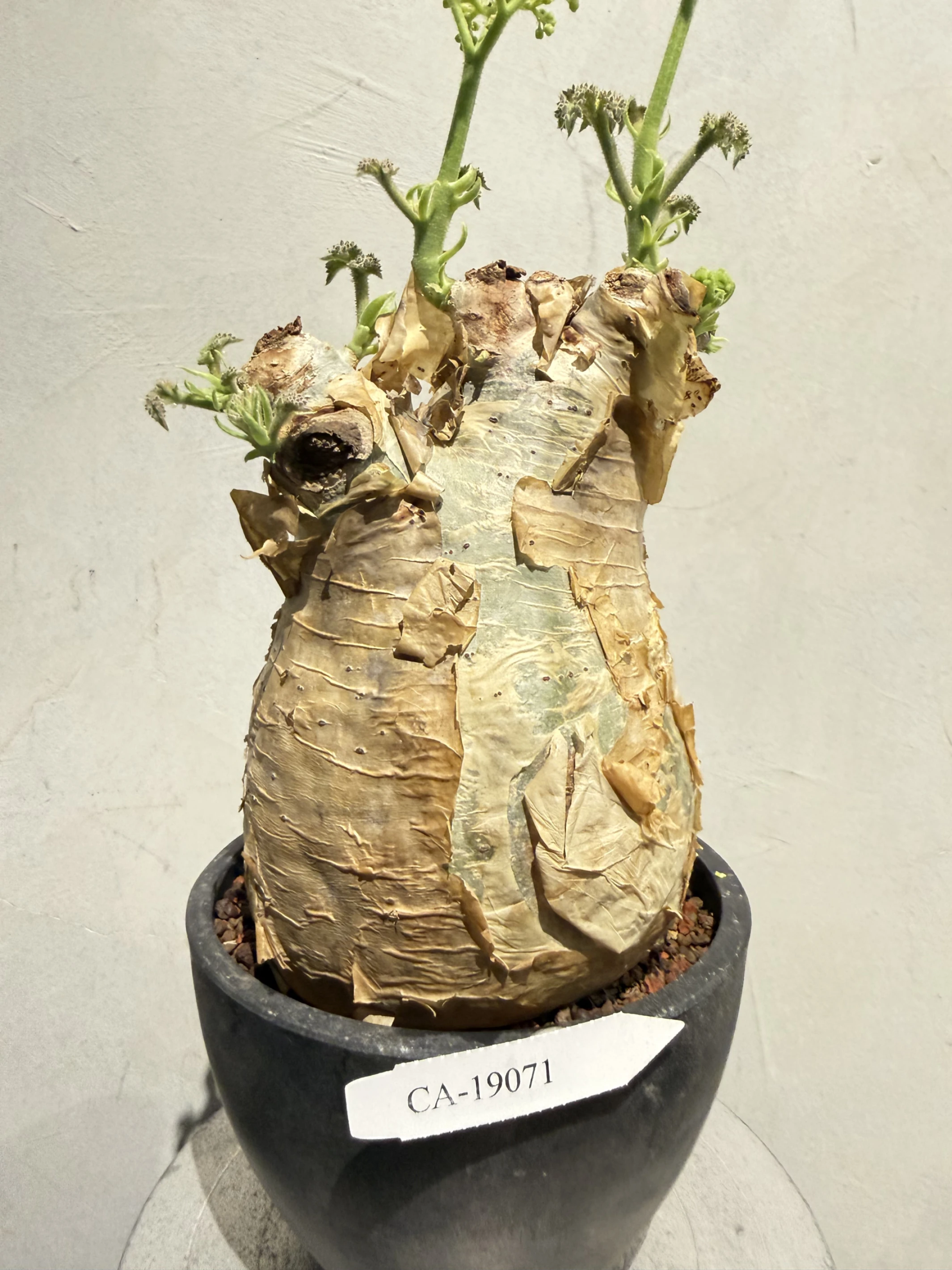 CA-19071 安哥拉葡萄甕 Cyphostemma uter var. macropus 2026-09-15